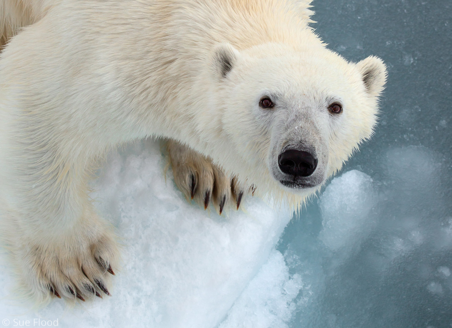 Polar bear, Svalbard, Norwegian Arctic.