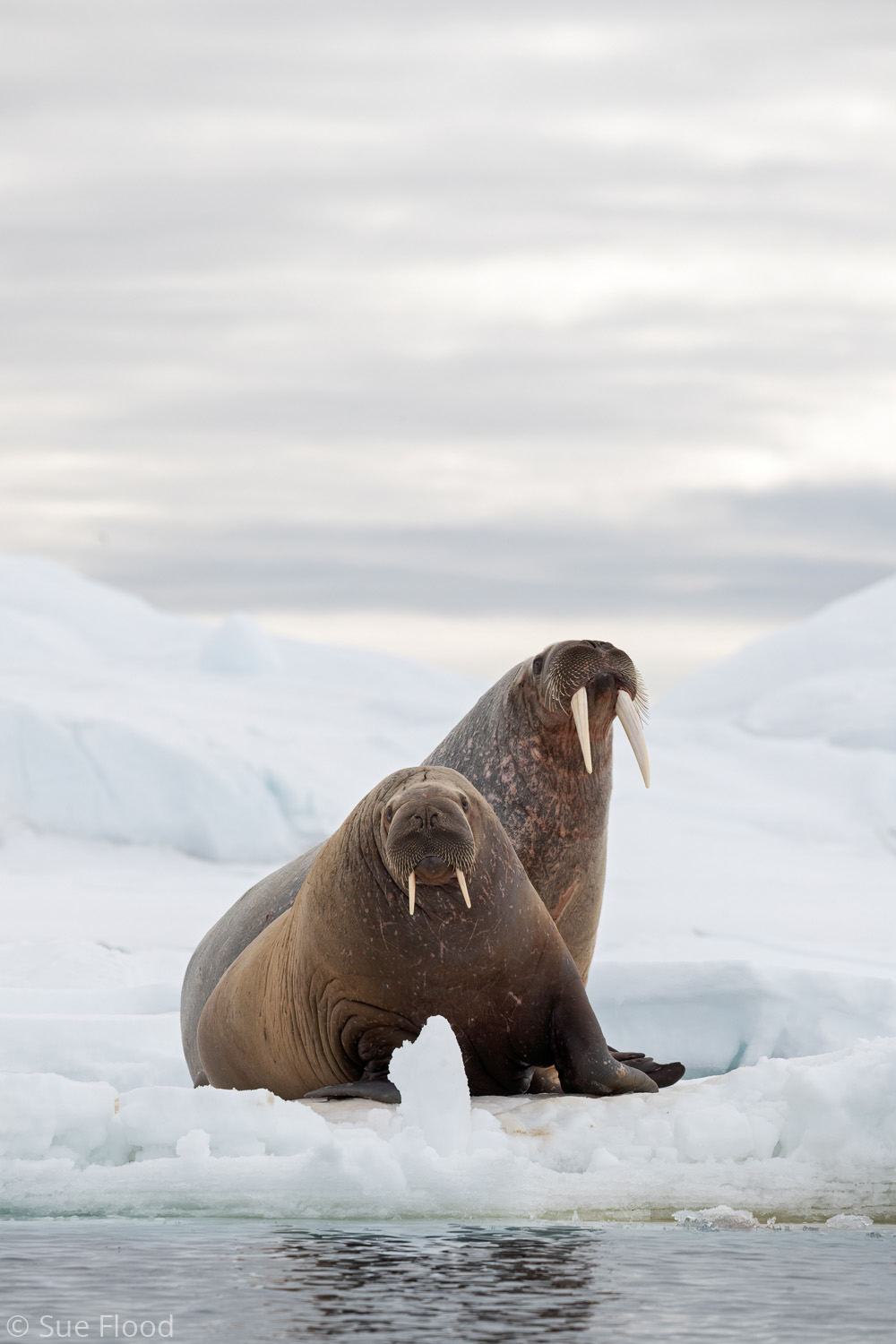 Walrus, Svalbard, Norwegian Arctic.