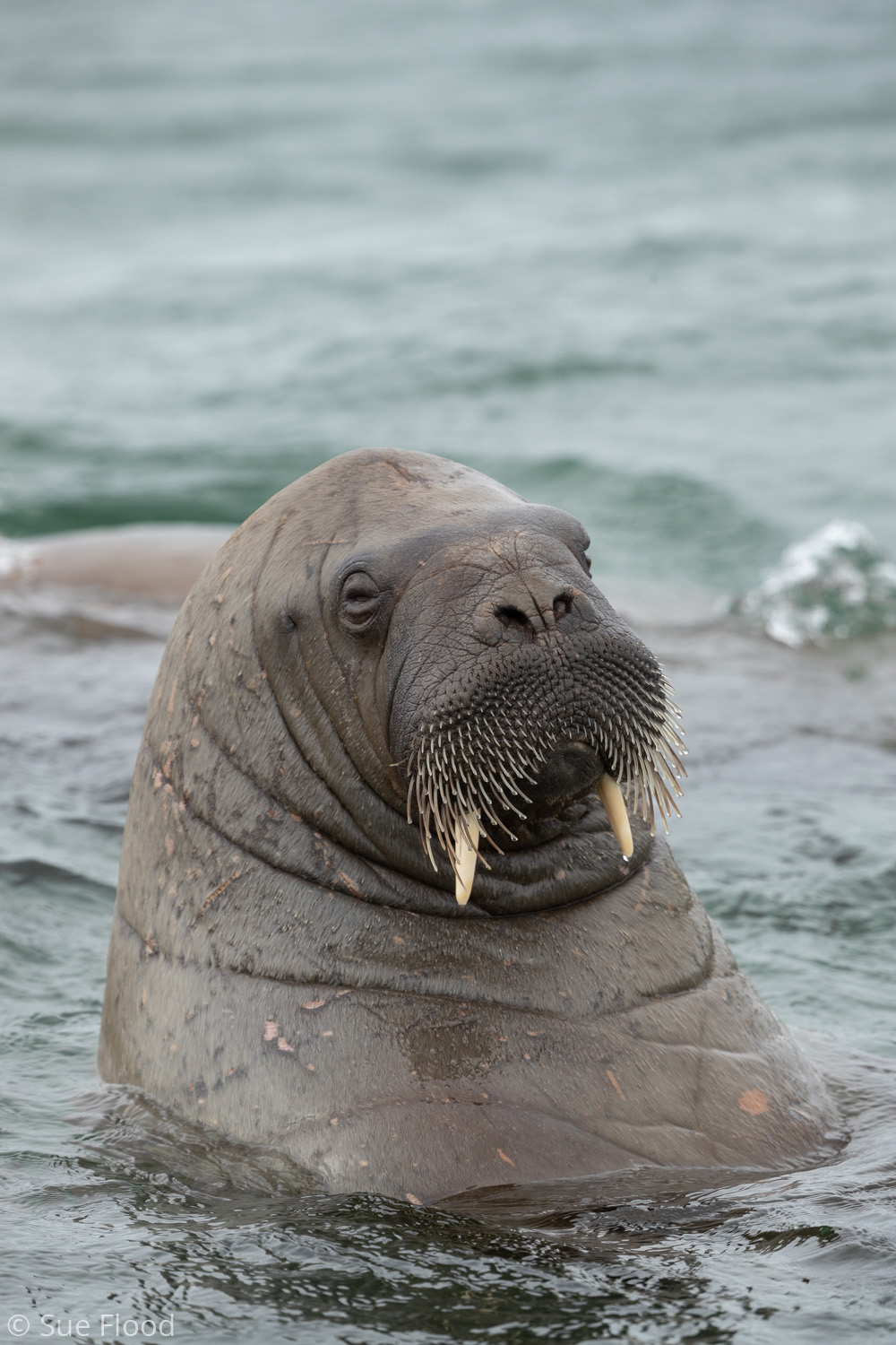 Walrus, Svalbard, Norwegian Arctic.