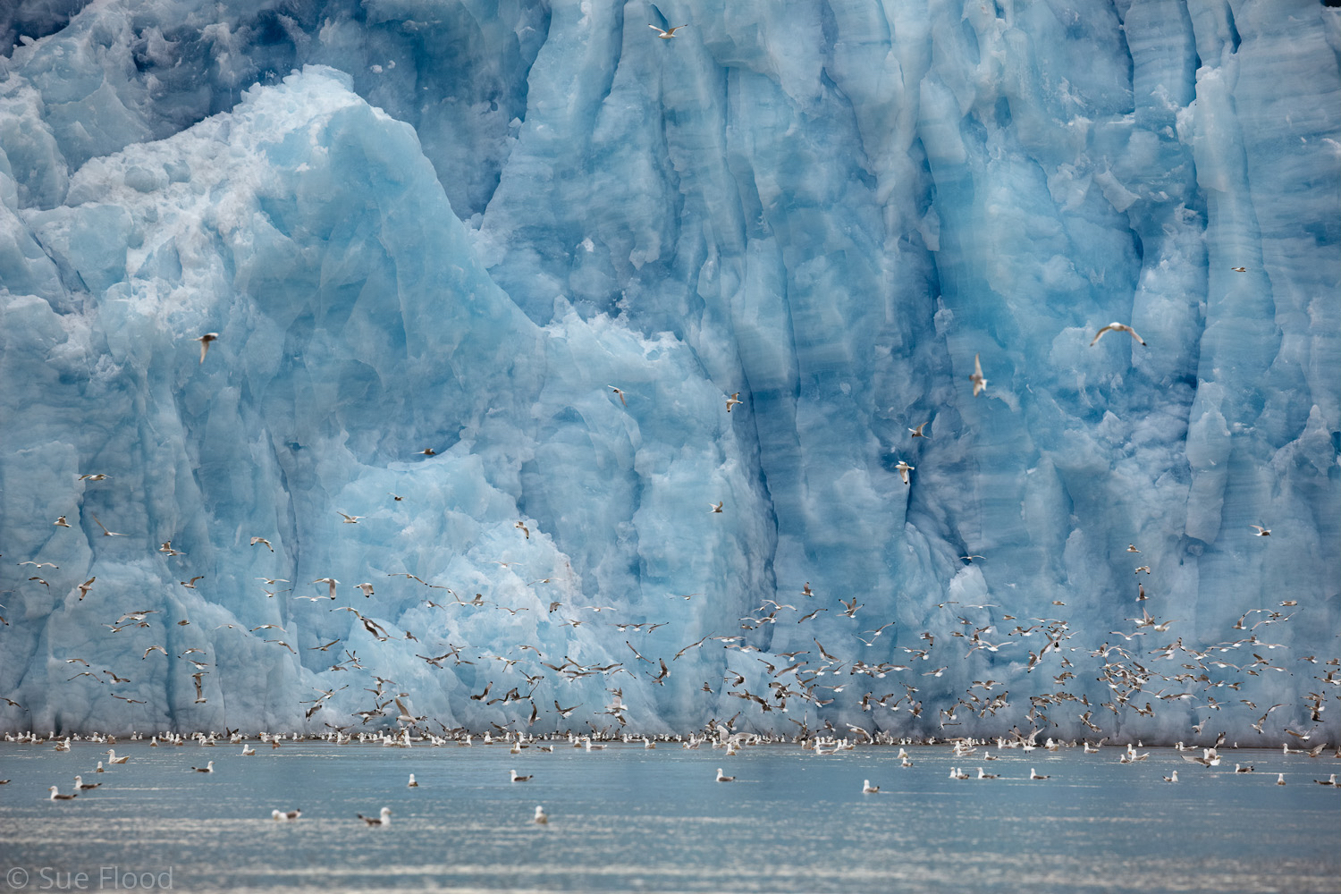 Kittiwakes in front of glacier, Svalbard, Norwegian Arctic