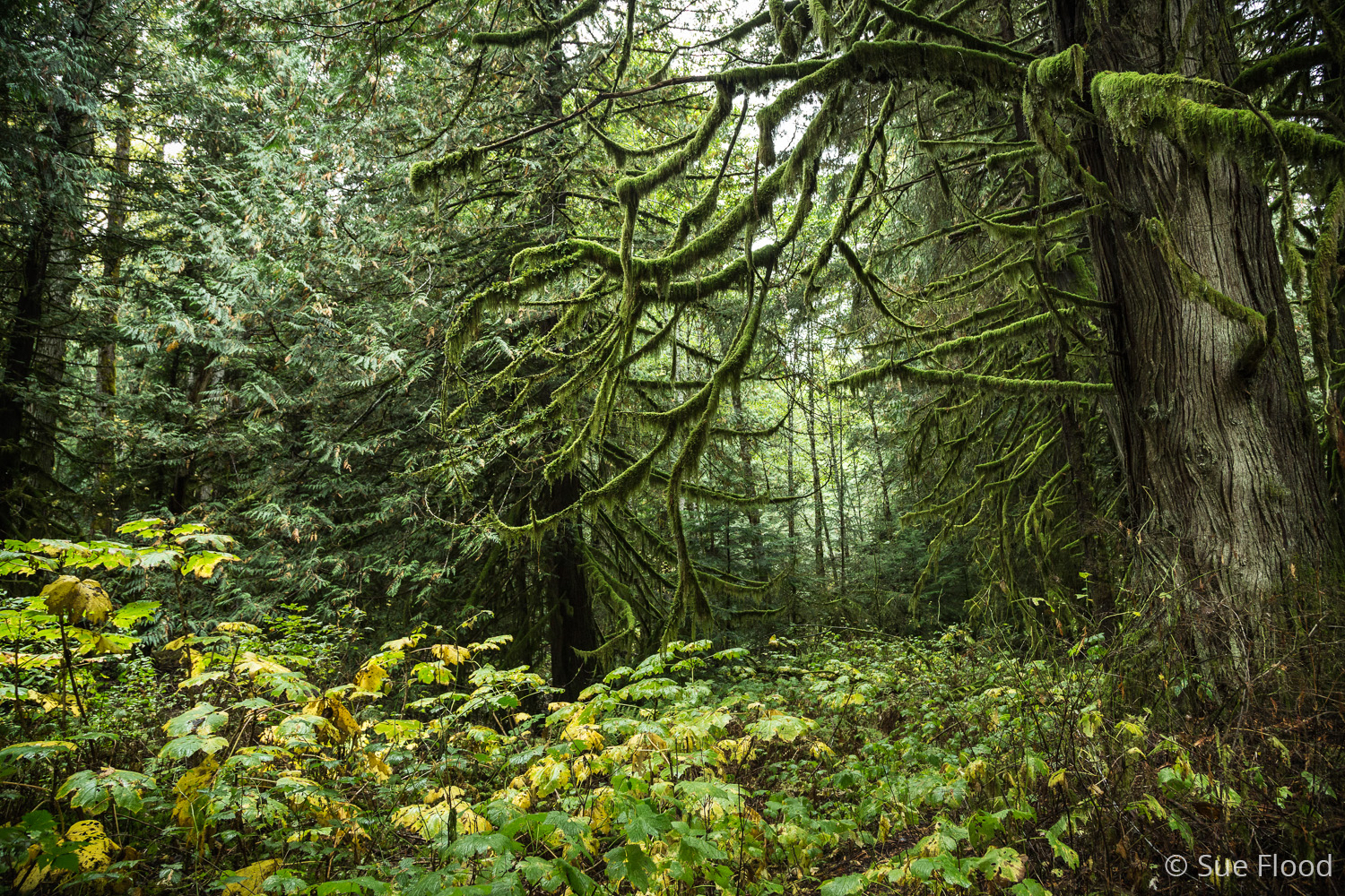 Great Bear Rainforest, British Columbia, Canada.