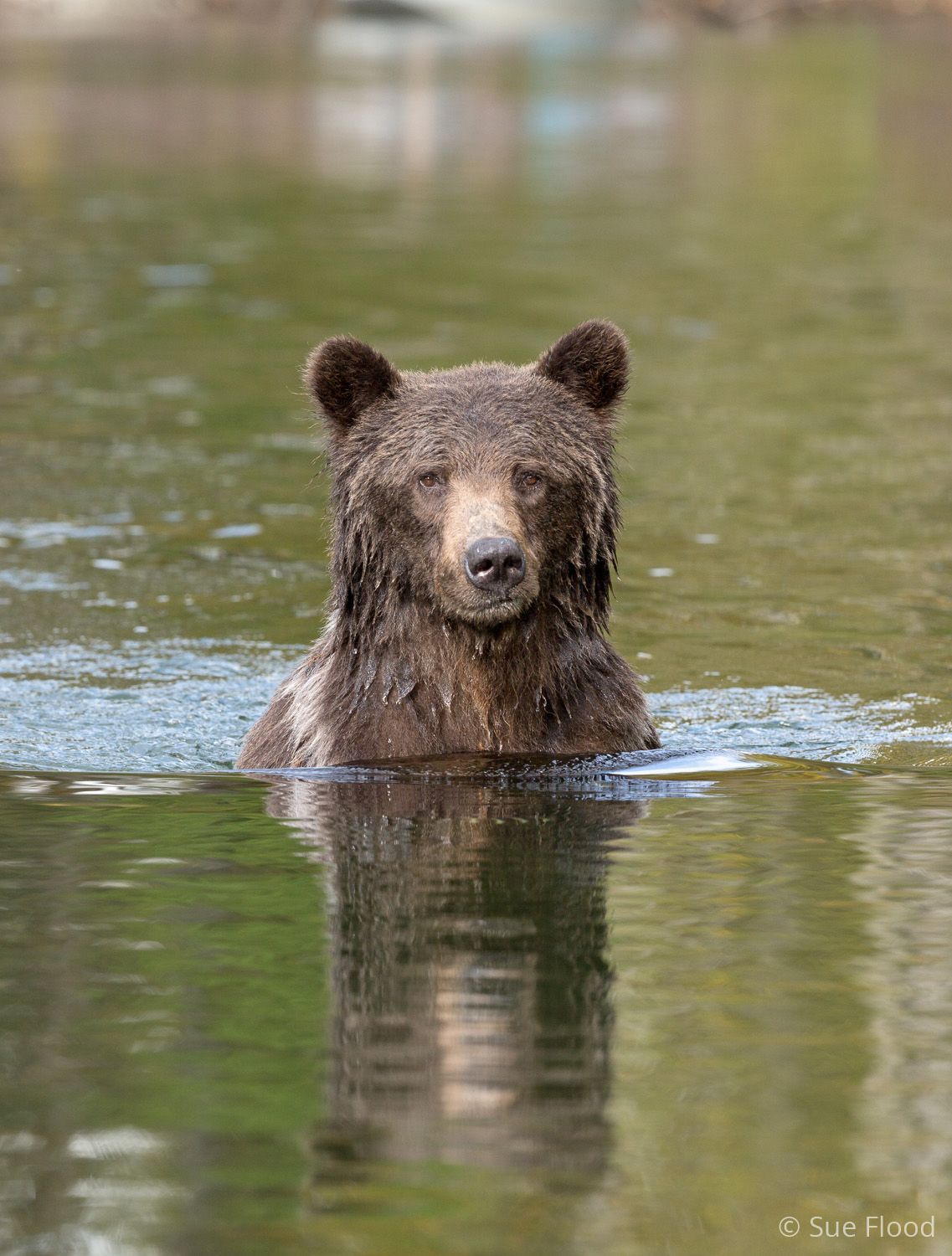 Grizzly bear in river, Great Bear Rainforest, British Columbia, Canada.