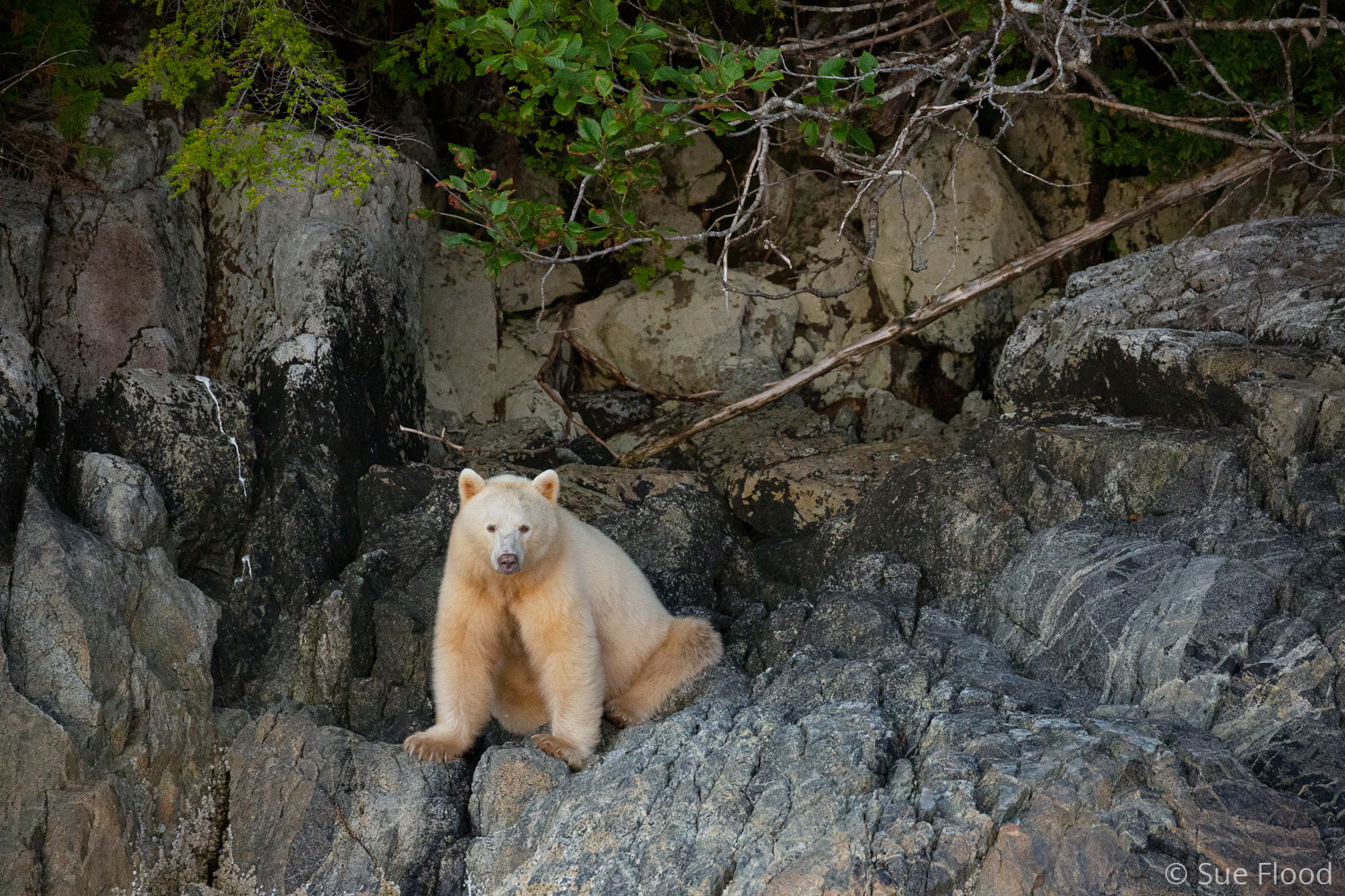 Spirit bear or Kermode bear, Great Bear Rainforest, British Columbia, Canada.