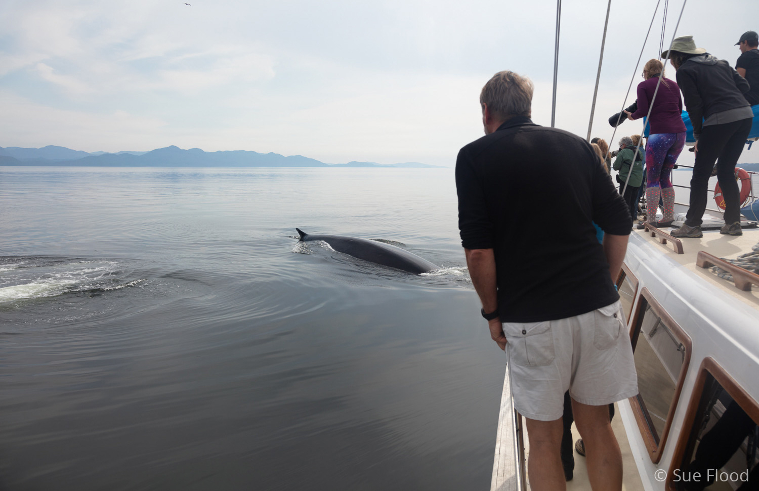 Fin whale approaches yacht, Great Bear Rainforest, British Columbia, Canada.