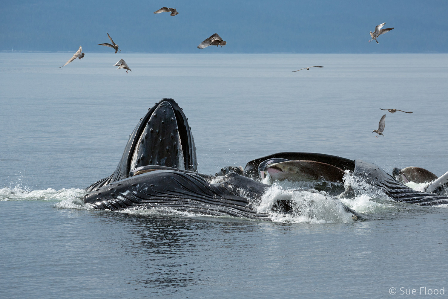 Lunge feeding humpback whales, British Columbia, Canada.
