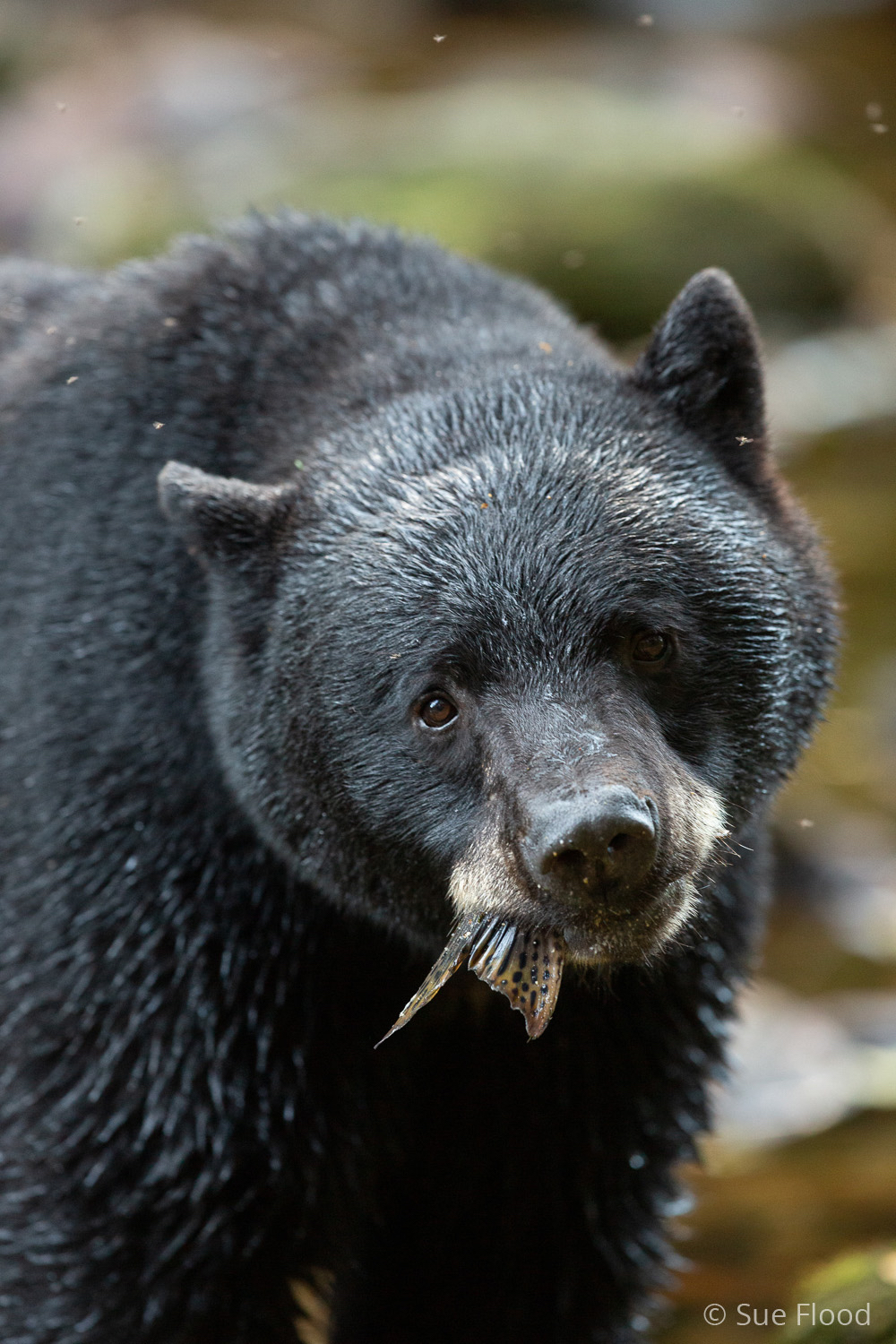 Black bear, Great Bear Rainforest, British Columbia, Canada.