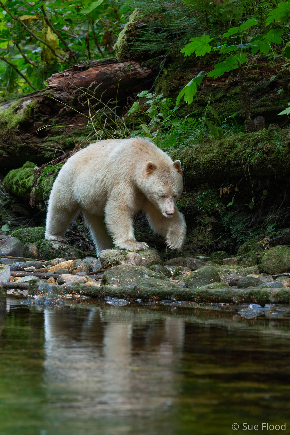 Spirit bear or Kermode bear, Great Bear Rainforest, British Columbia, Canada.