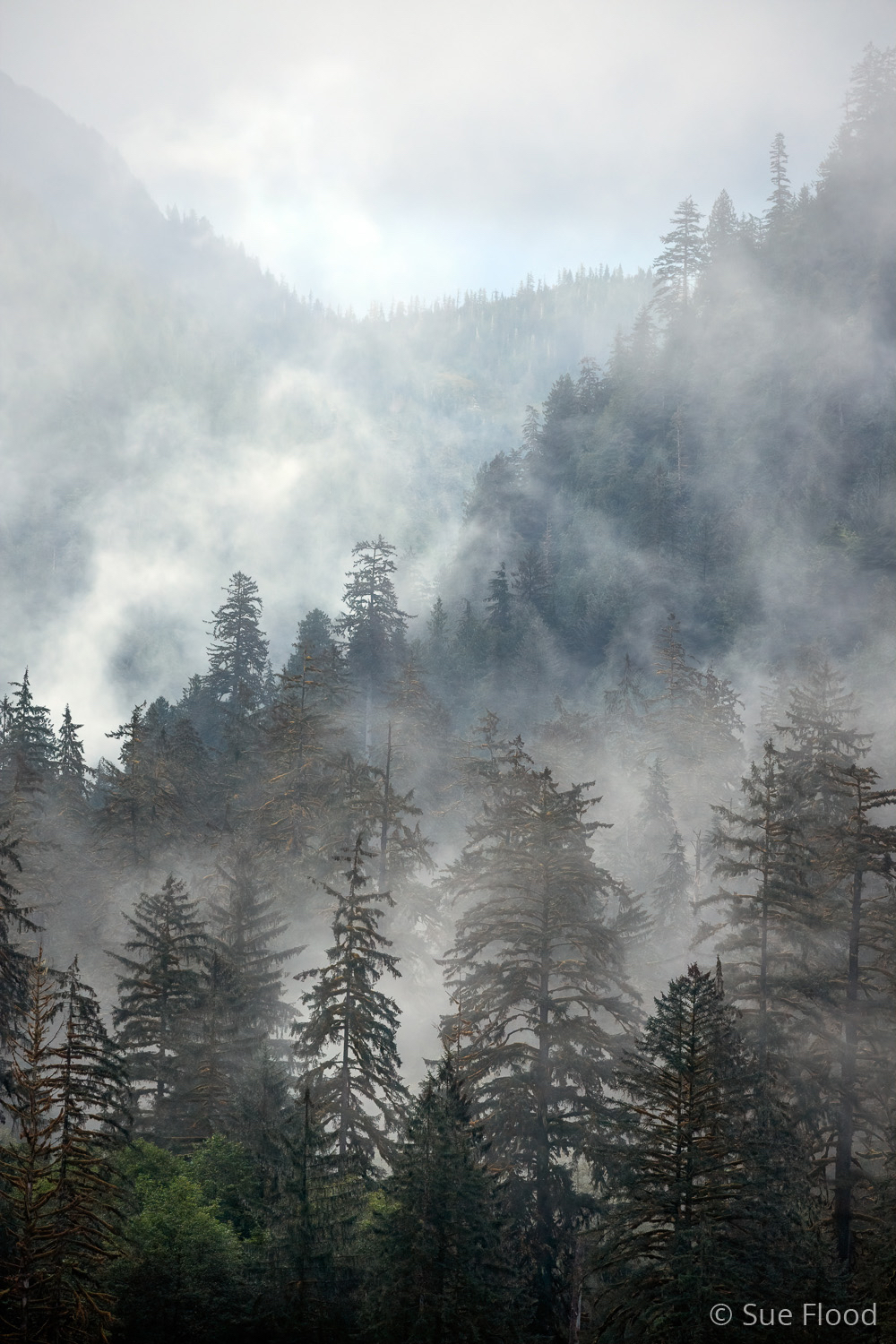 View of Great Bear Rainforest, British Columbia, Canada.