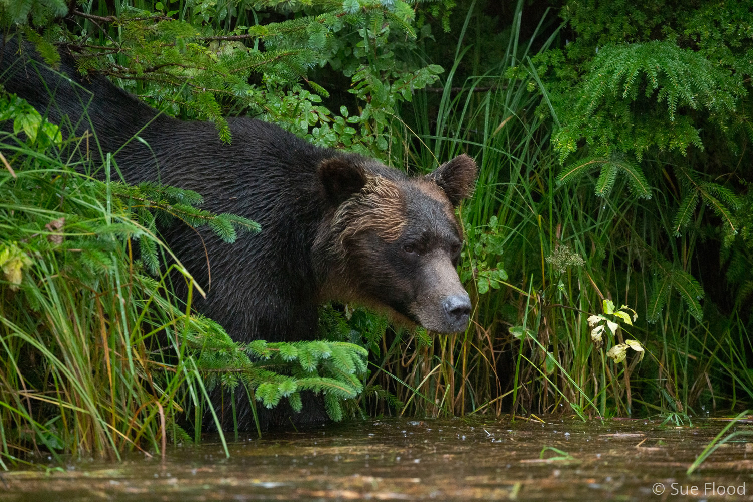 Grizzly bear in rain, Great Bear Rainforest, British Columbia, Canada.
