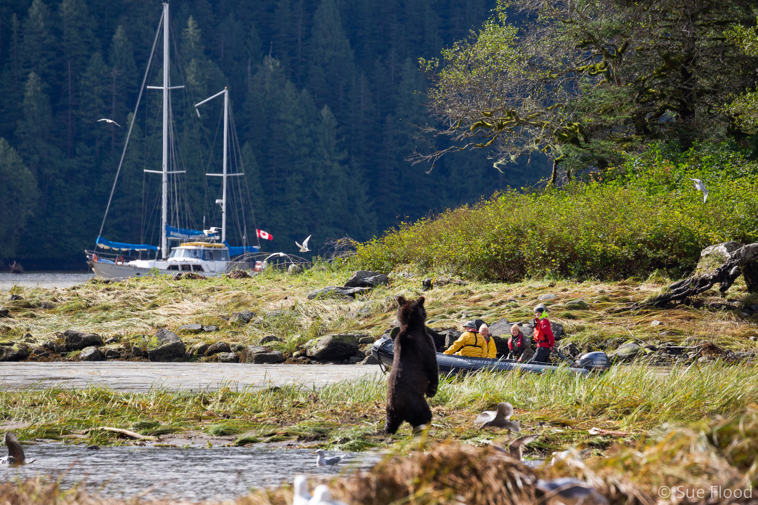 Young bear stands up to watch guests in zodiac, Great Bear Rainforest, British Columbia, Canada.