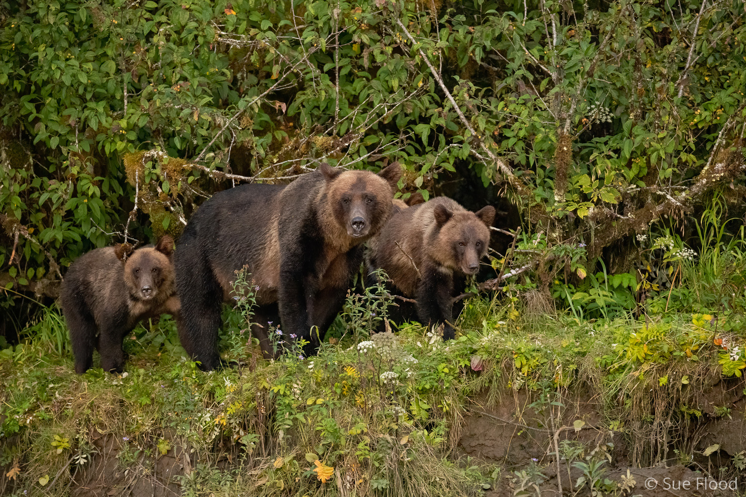 Grizzly bear sow and cubs, Great Bear Rainforest, British Columbia, Canada.
