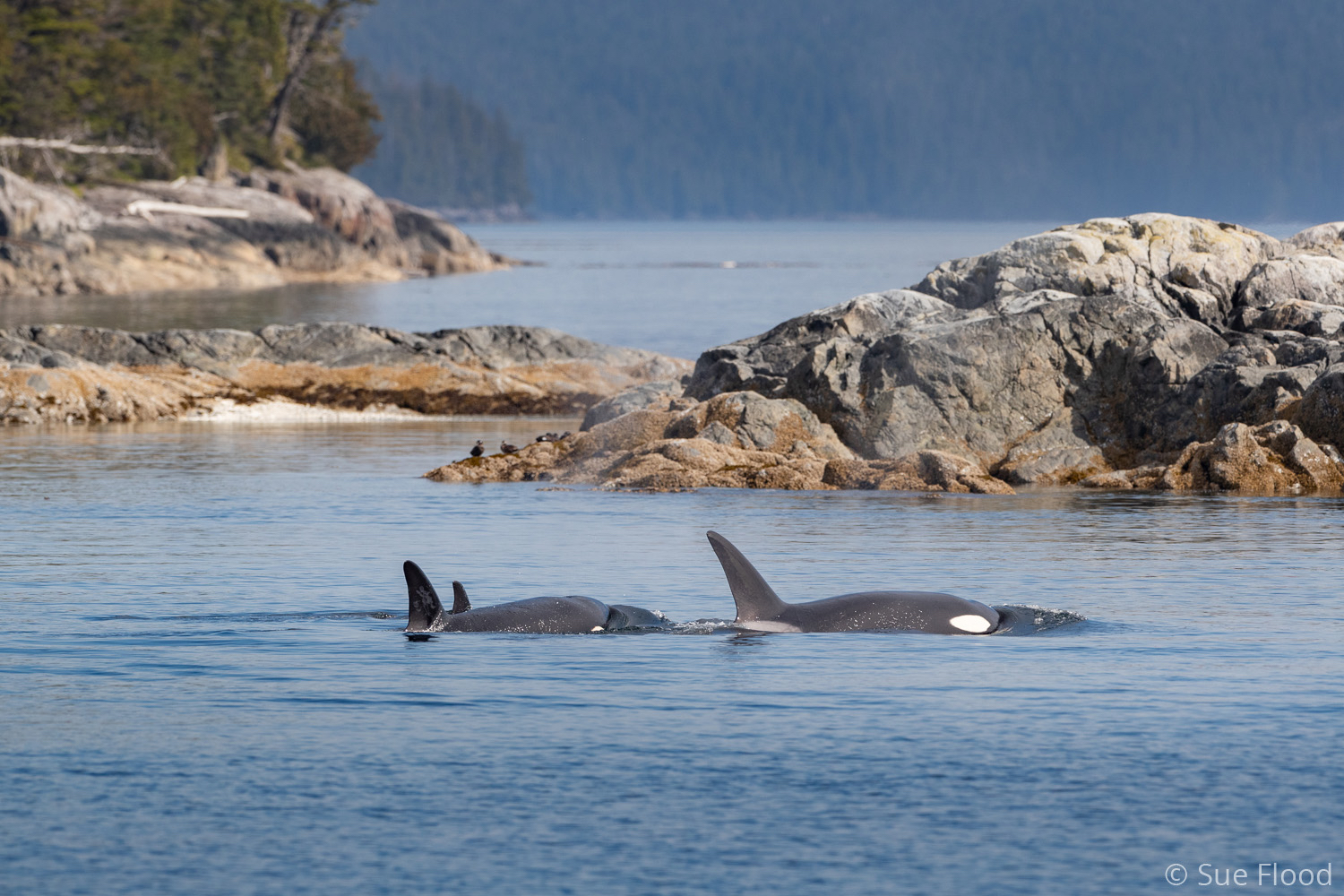 Pod of orca or killer whales, British Columbia, Canada.