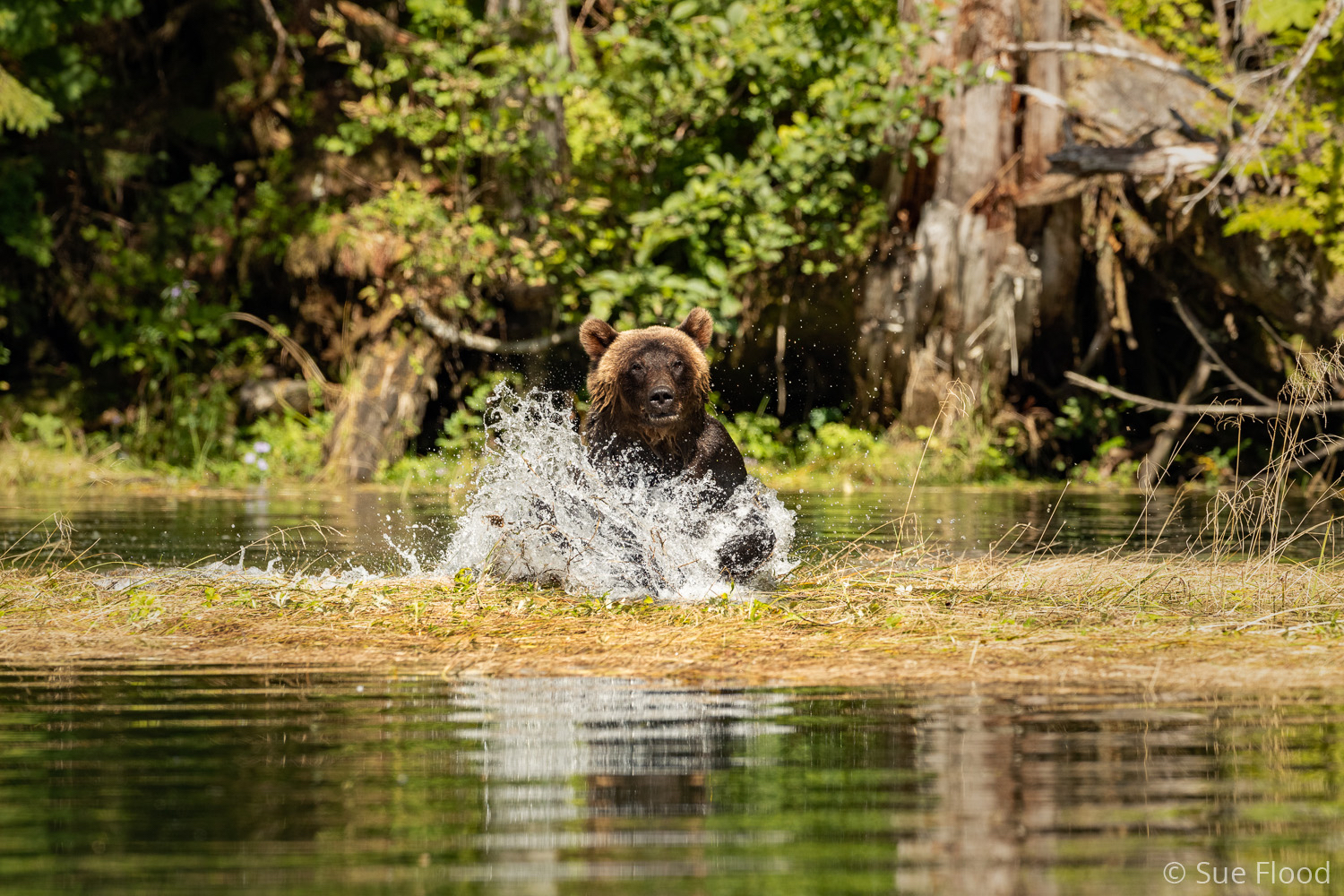 Grizzly bear in river, Great Bear Rainforest, British Columbia, Canada.