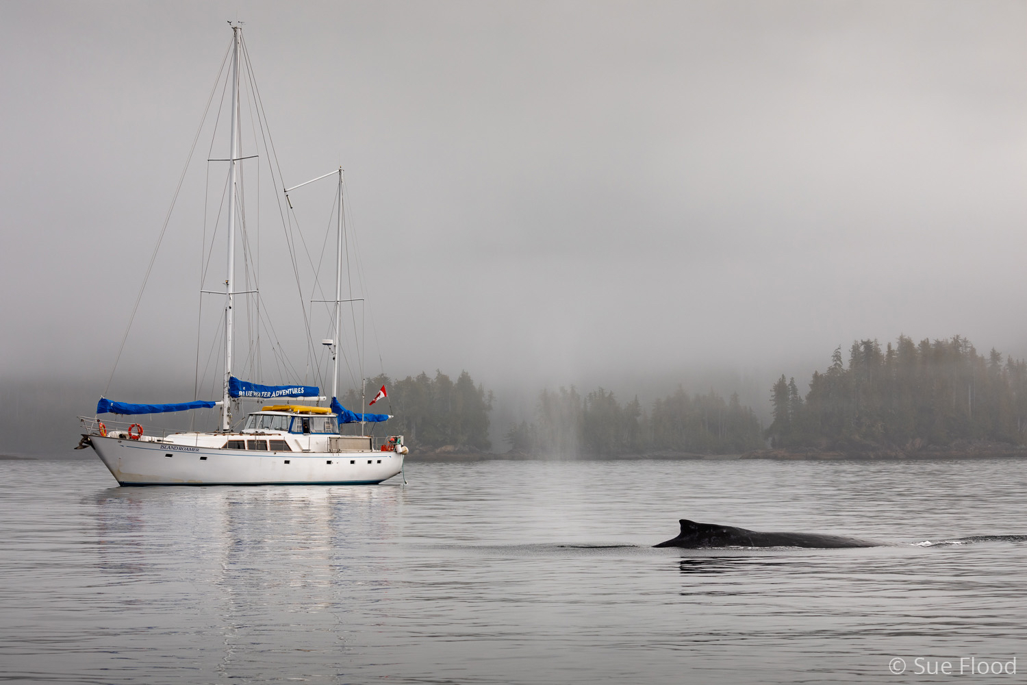 Humpback whale in front of our yacht, British Columbia, Canada.