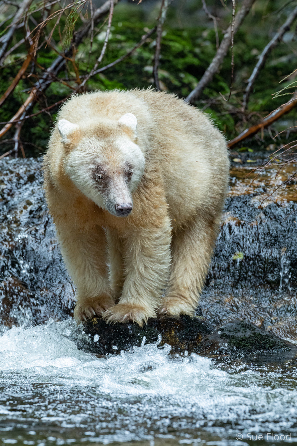 Spirit bear or Kermode bear, Great Bear Rainforest, British Columbia, Canada.