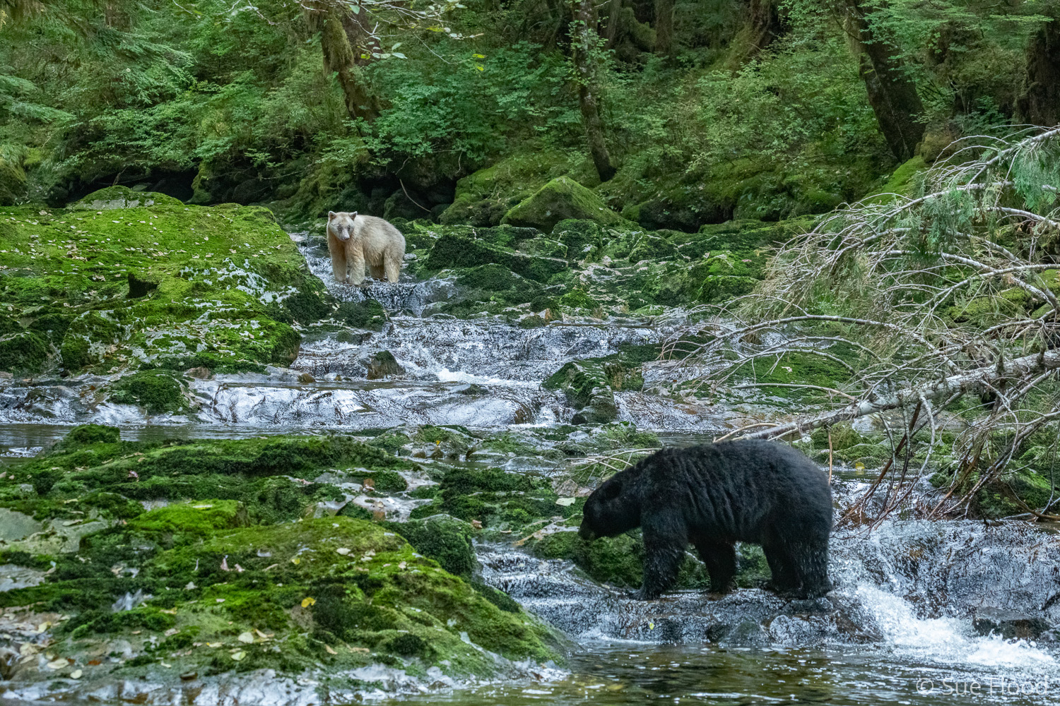 Black bear and spirit bear in river, Great Bear Rainforest, British Columbia, Canada.
