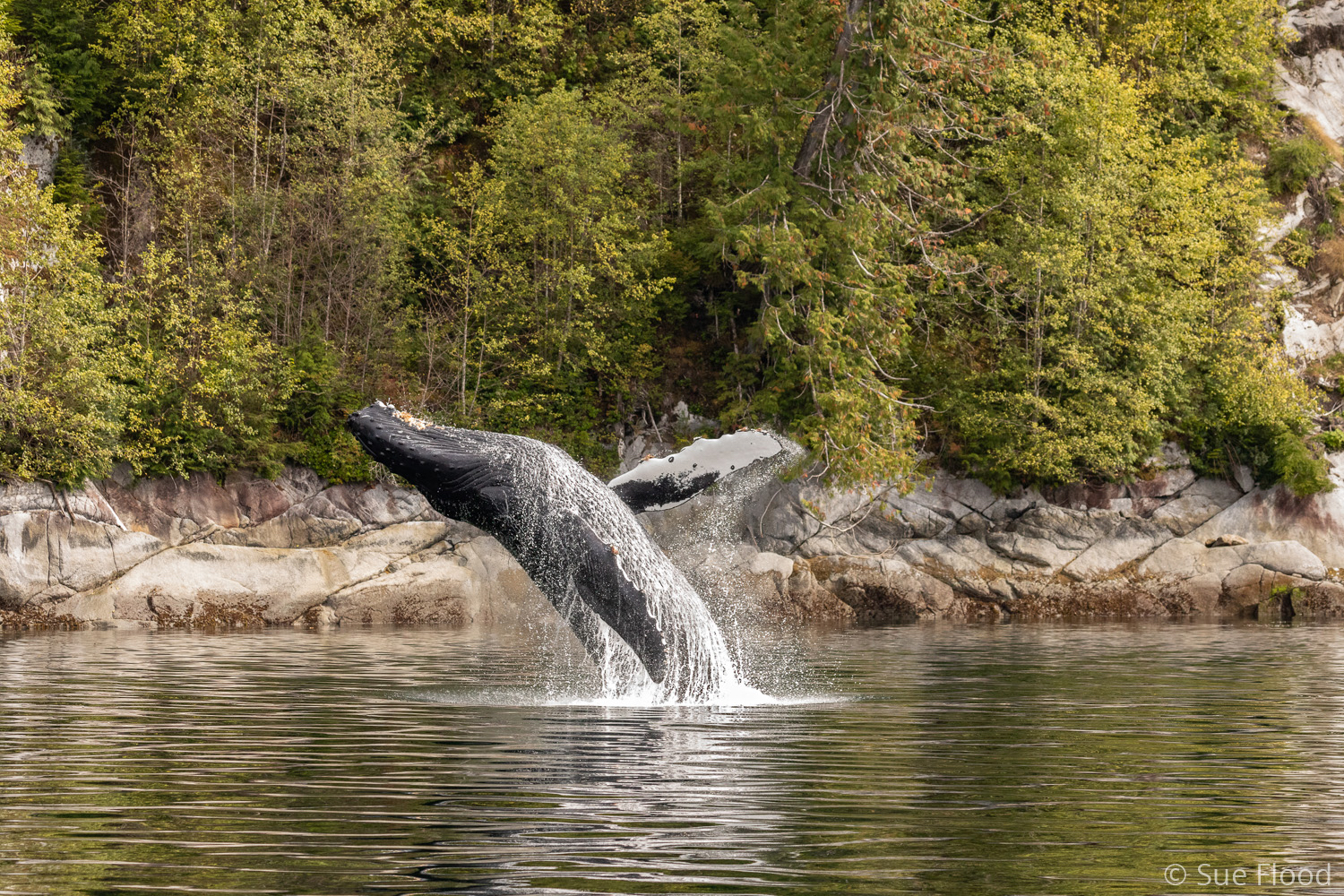 Breaching humpback, Great Bear Rainforest, British Columbia, Canada.