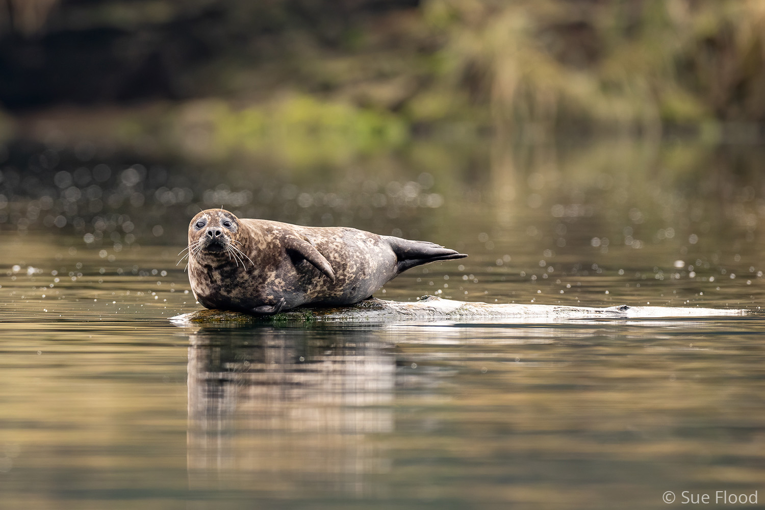 Harbour seal, British Columbia, Canada.