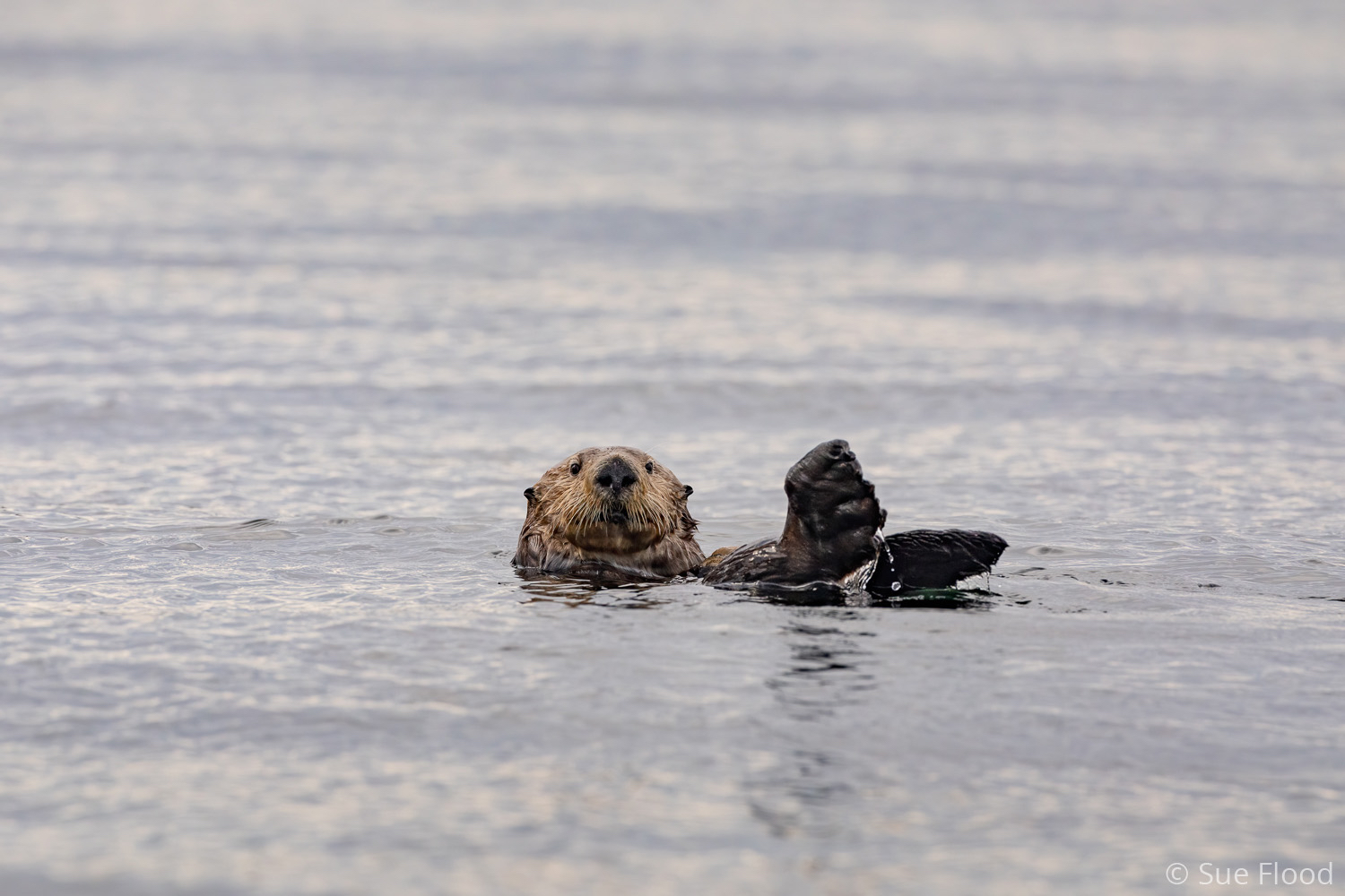 Sea otter, Great Bear Rainforest, British Columbia, Canada.