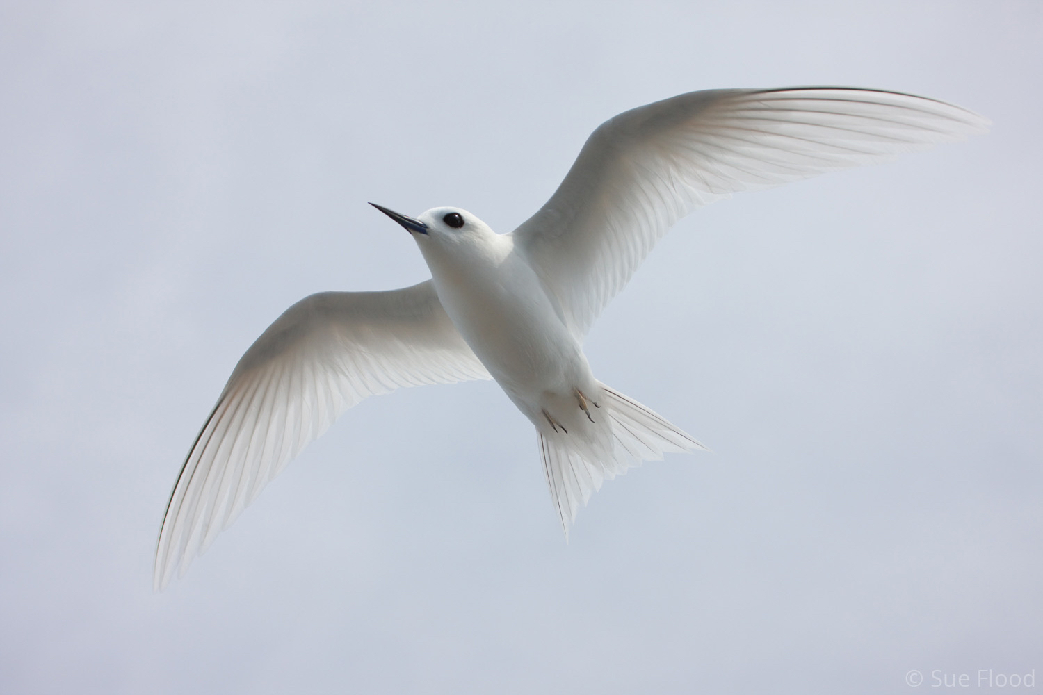 Fairy or white tern, Ducie Island, Pitcairn Island Group, South Pacific.