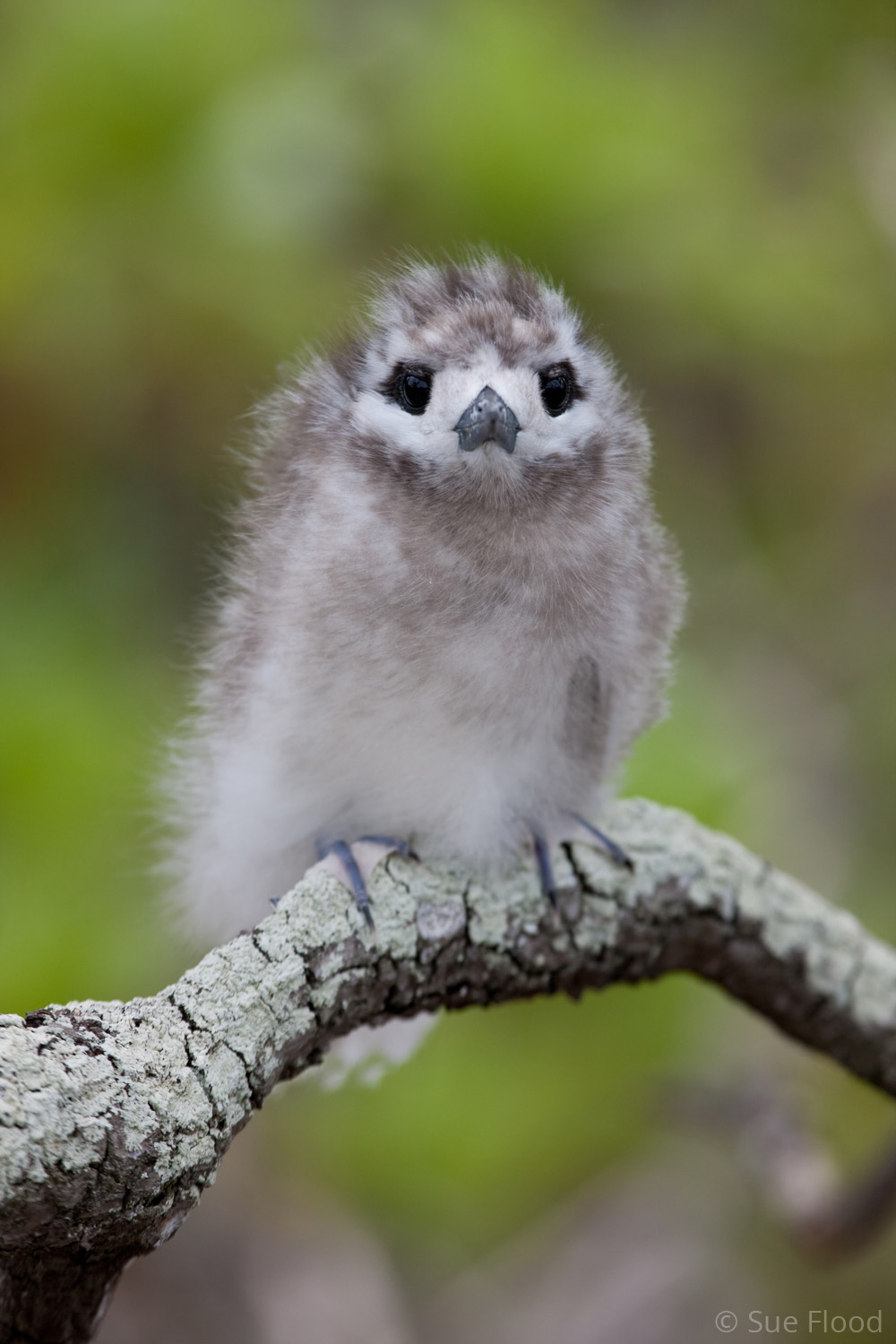 Fairy or white tern chick, Ducie Island, Pitcairn Island Group, South Pacific. 