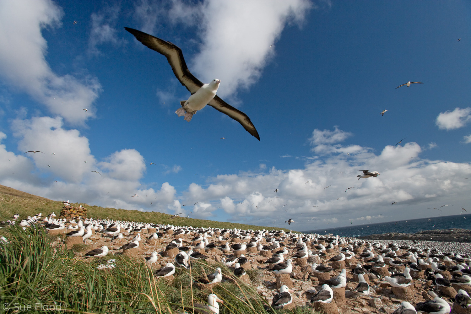 Black-browed albatross colony, Steeple Jason, The Falklands.