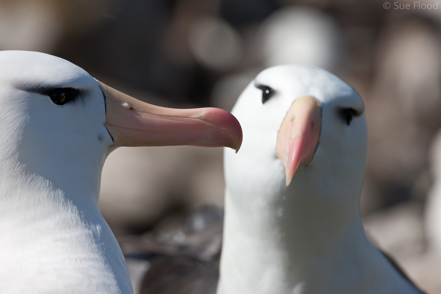 Black-browed albatross, Westpoint Island, The Falklands.