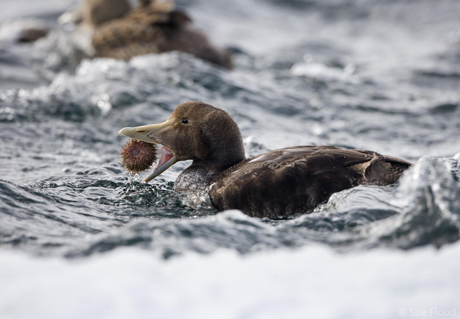 Eider duck with urchin, Hudson Bay, Canada