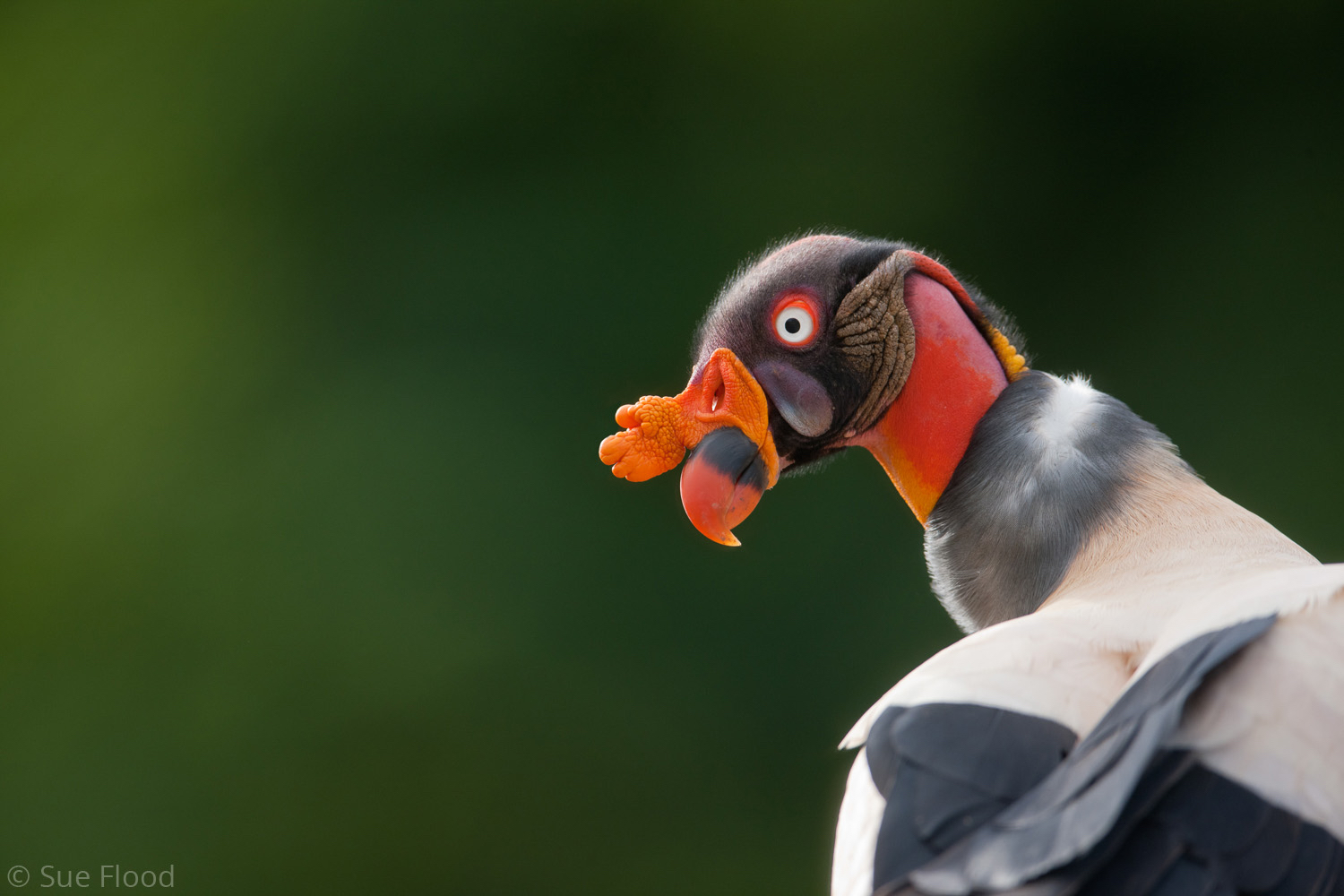 King vulture portrait, Boca Tapada, Costa Rica