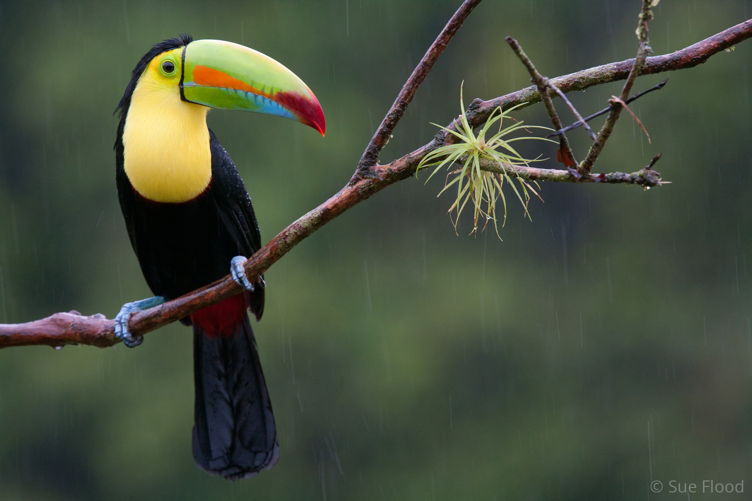 Keel-billed toucan, Boca Tapada, Costa Rica