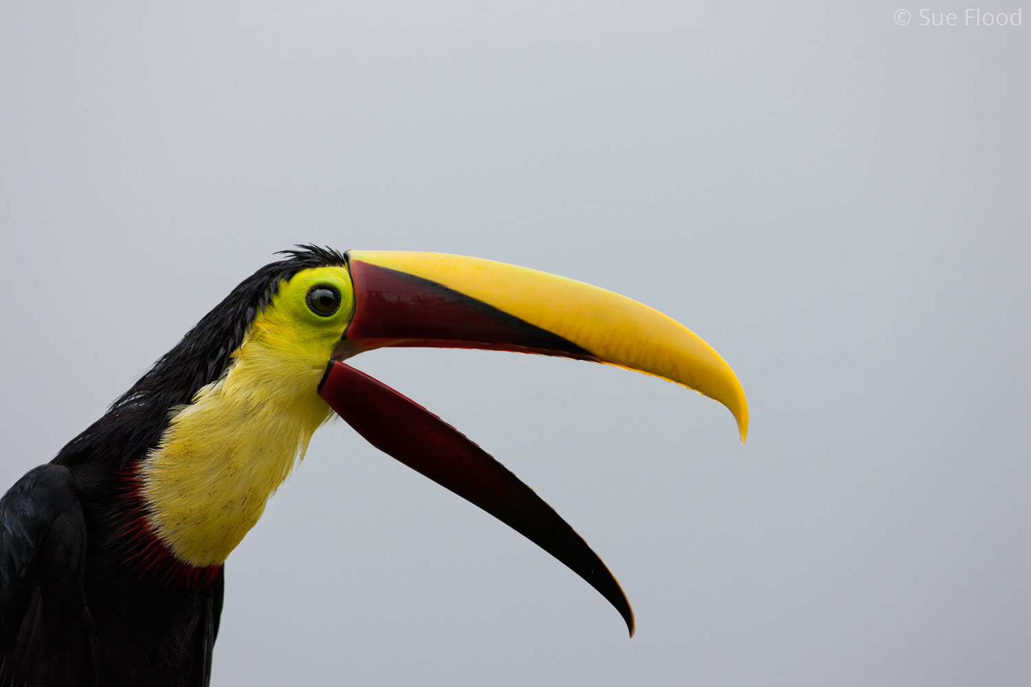 Chestnut-mandibled toucan, Boca Tapada, Costa Rica