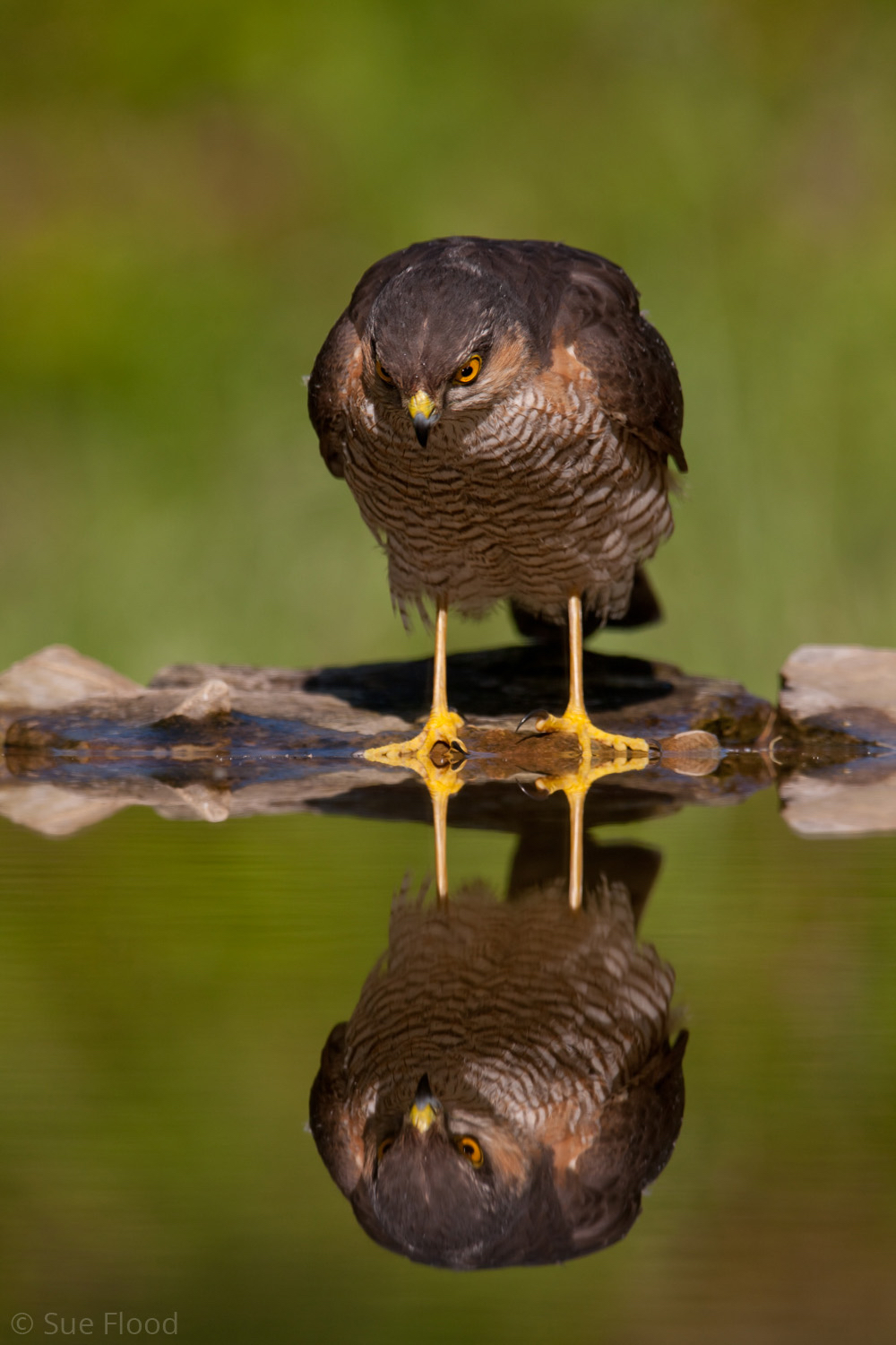 Sparrowhawk looking at reflection, Hungary