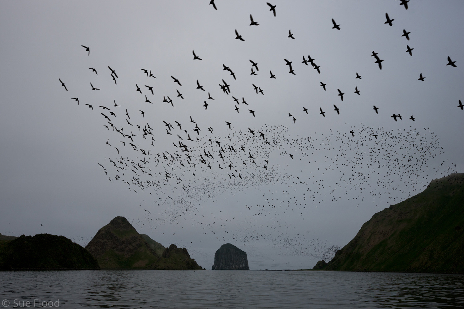 “Smoke” of auklets, Yankicha, Kamchatka, Russia