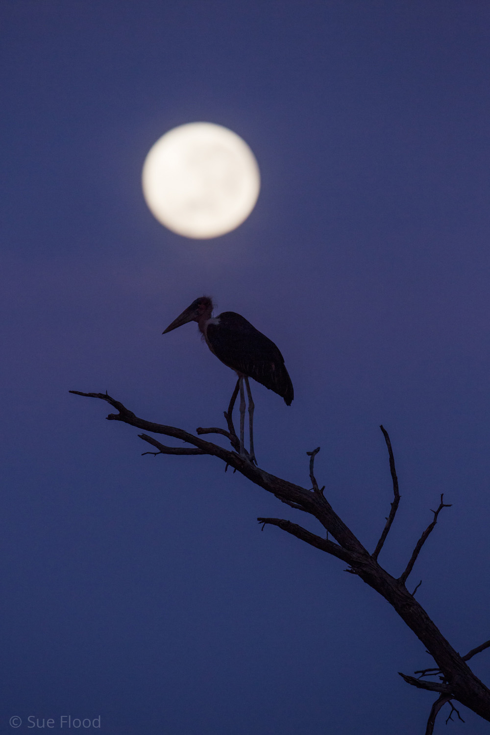 Maribou stork, Hwange National Park, Zimbabwe