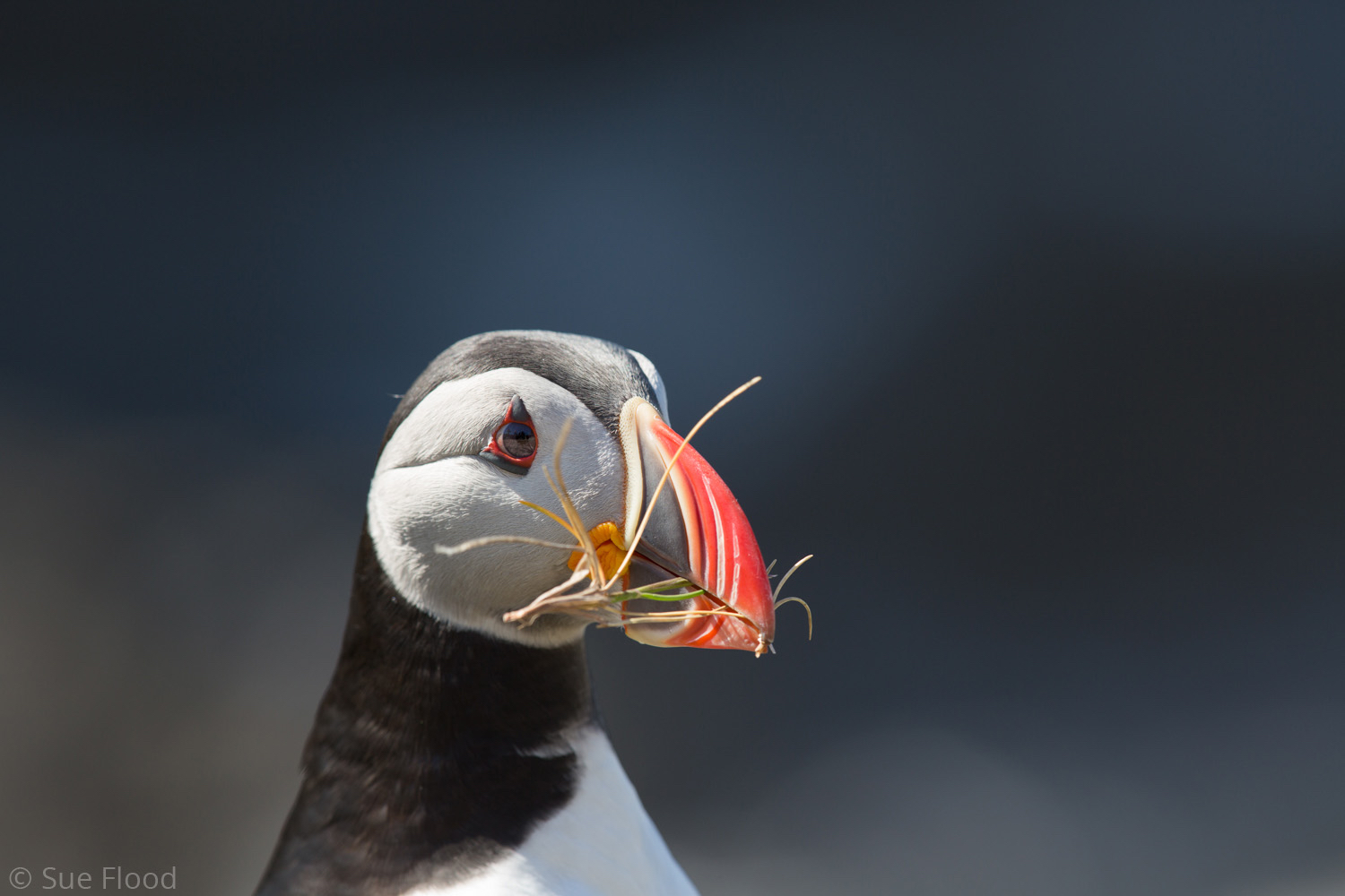 Atlantic Puffin, Fair Isle, Scotland