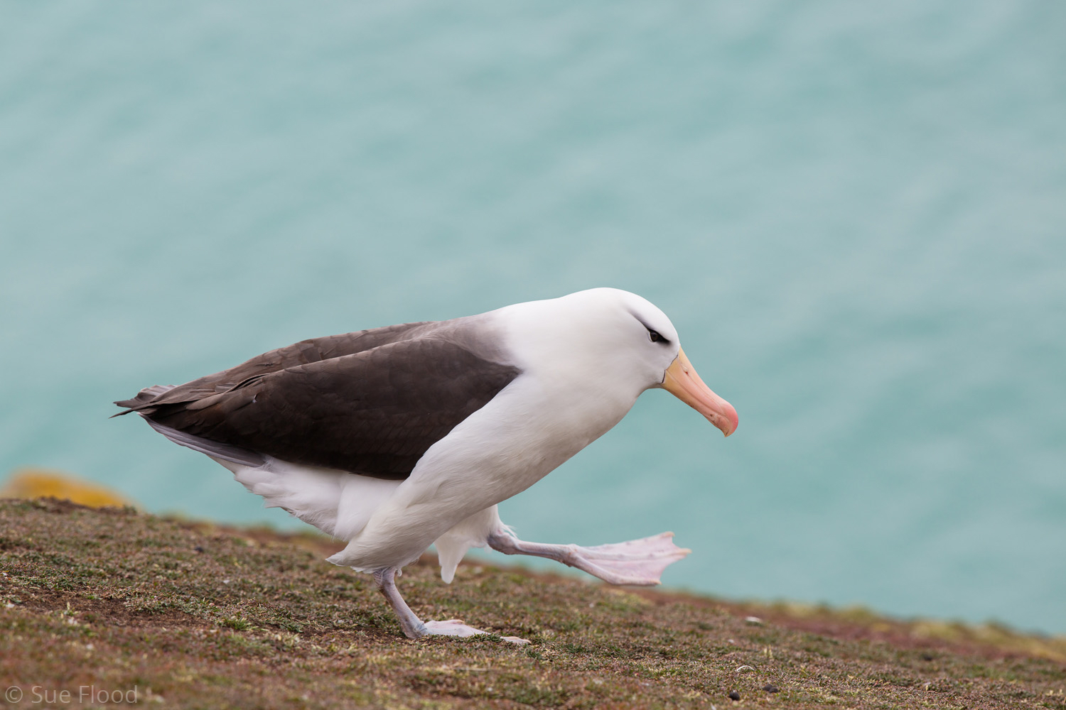 Black-browed albatross, The Falklands.