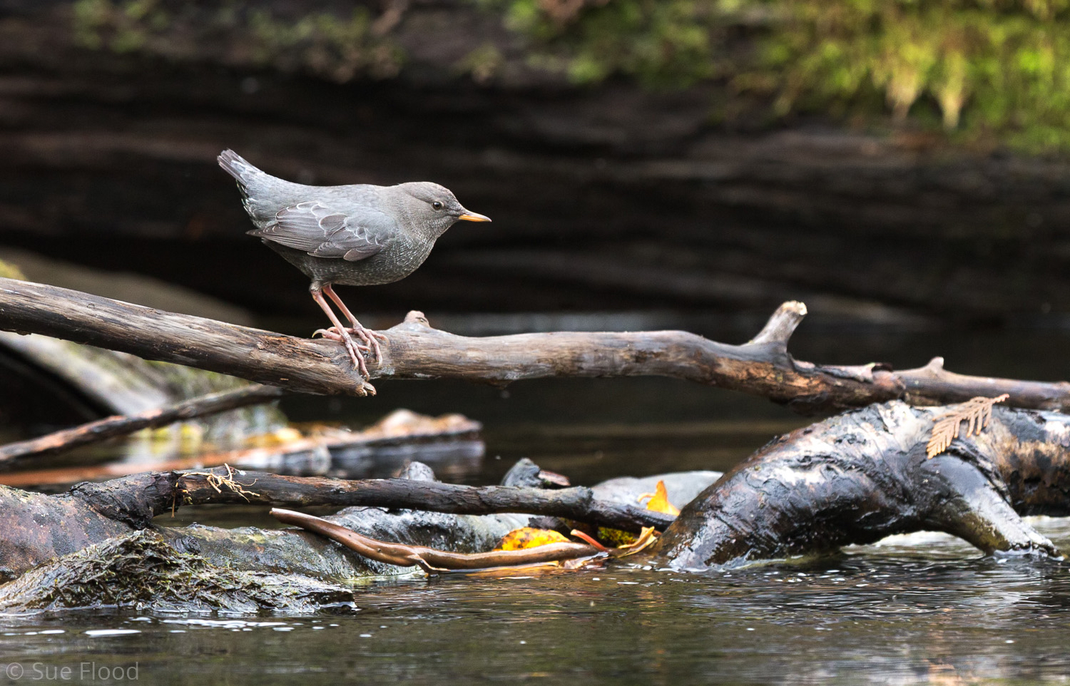 Dipper, British Columbia, Canada