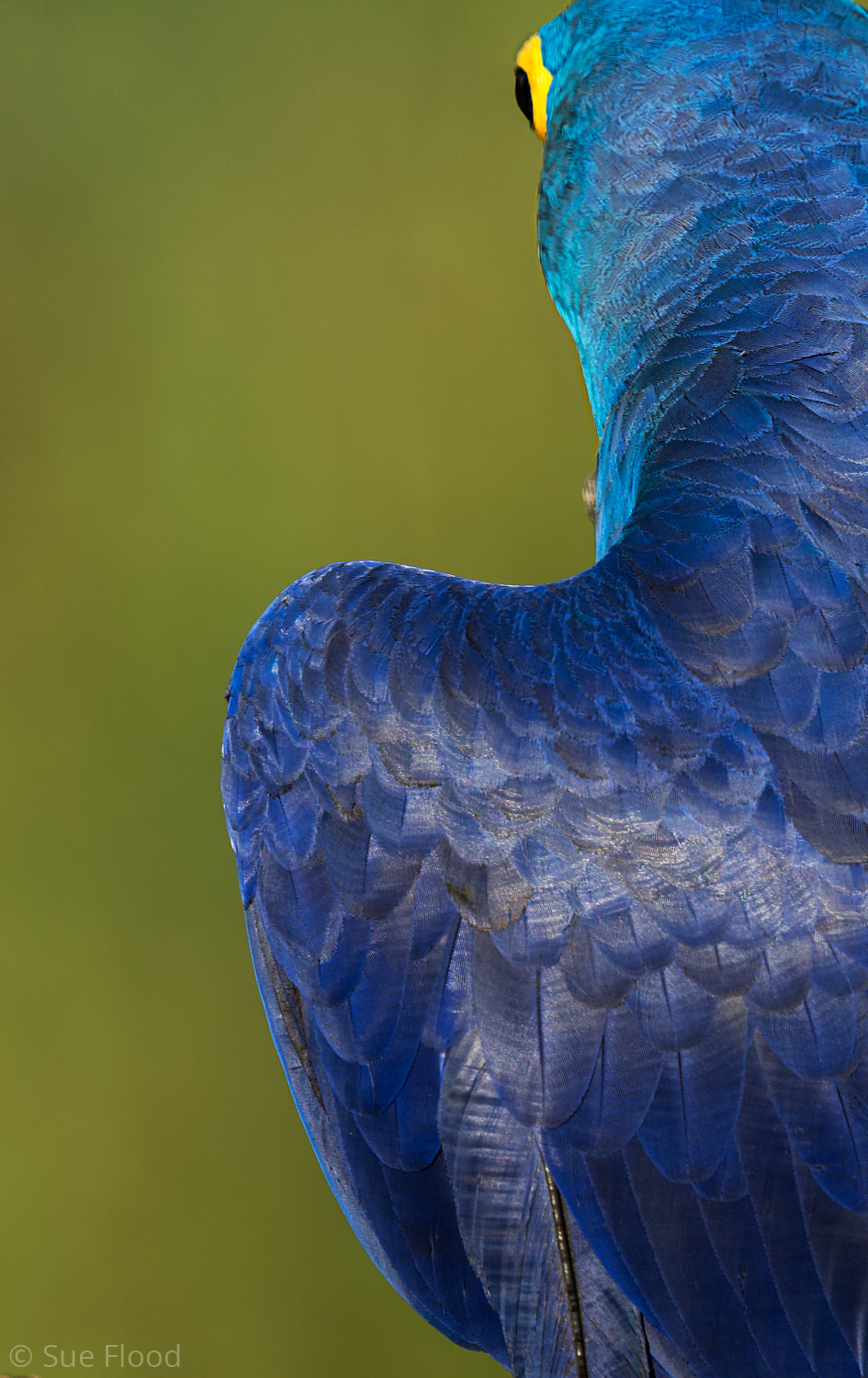 Hyacinth Macaw, Pantanal, Brazil