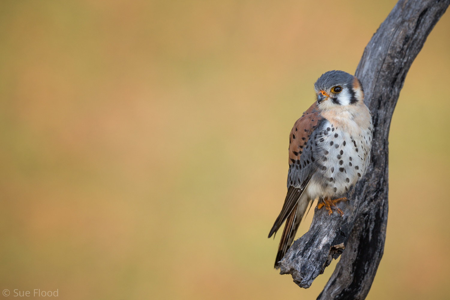 American kestrel, the Pantanal, Brazil