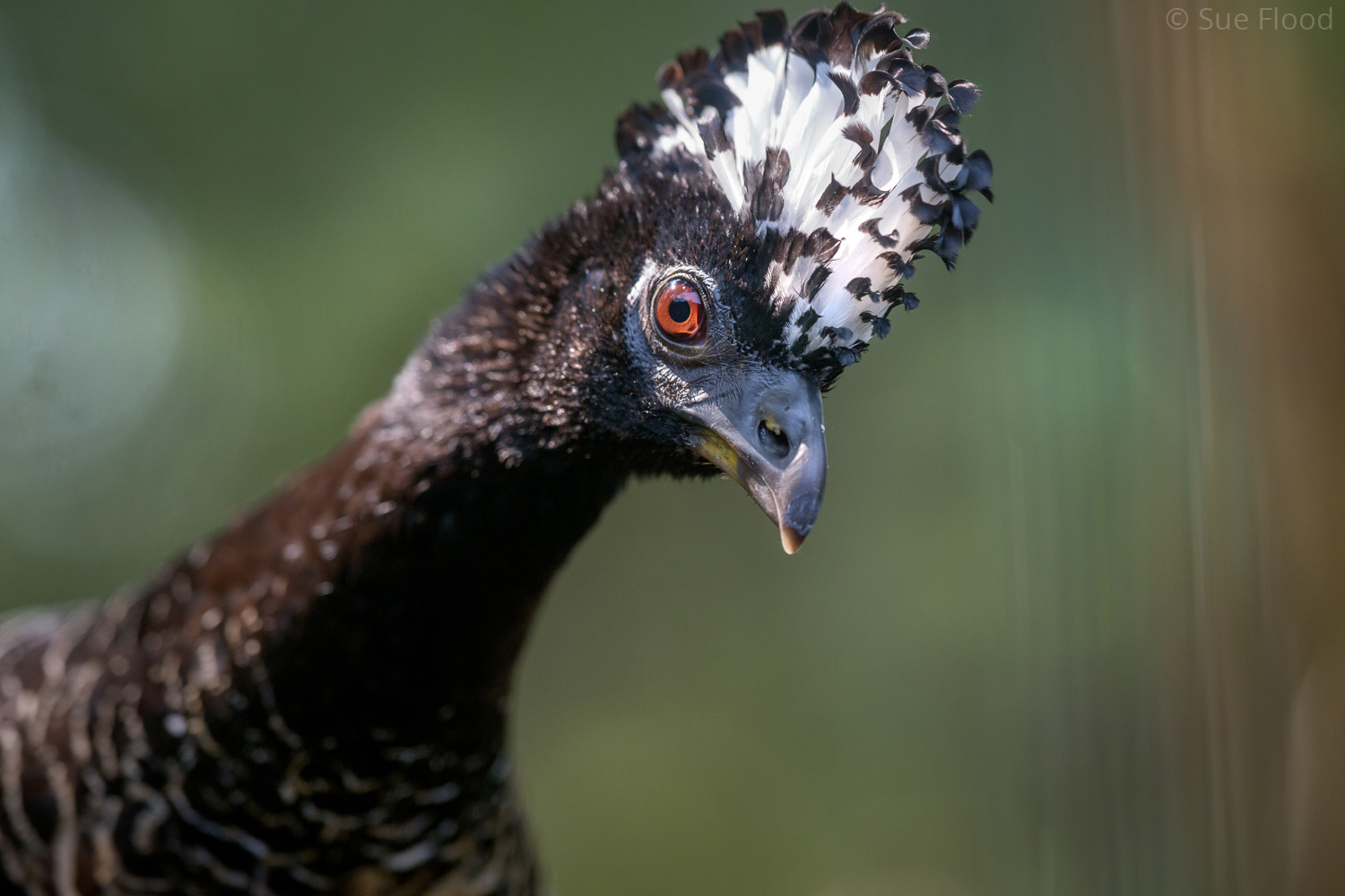 Bare-faced Currasow, Brazil