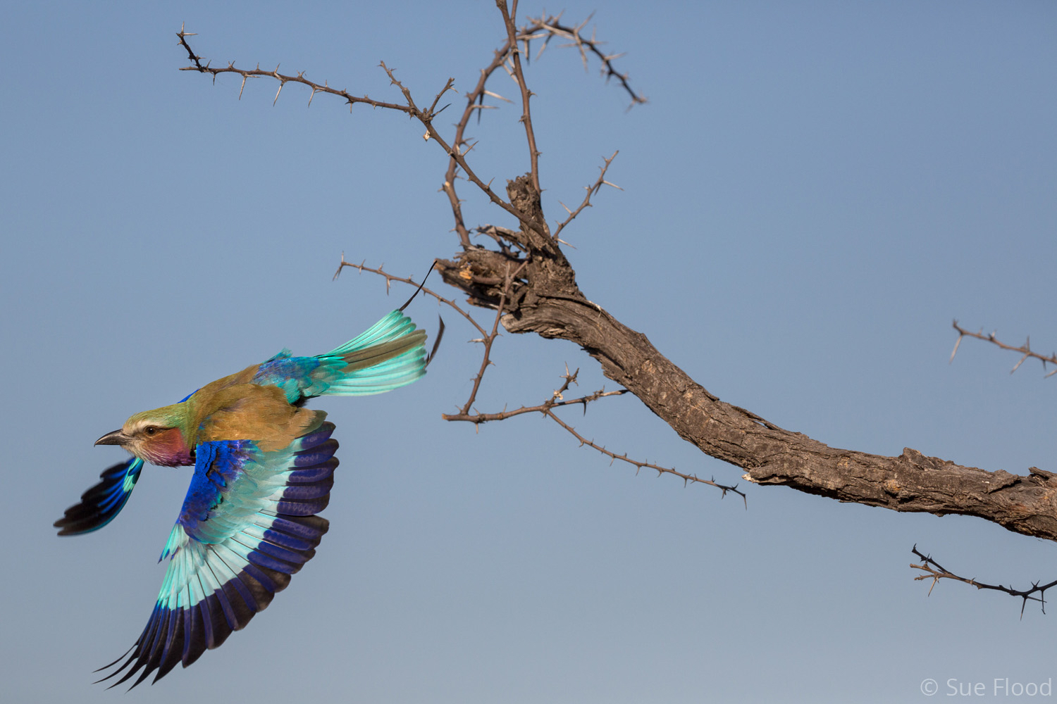 Lilac-breasted roller, South Luangwa National Park, Zambia