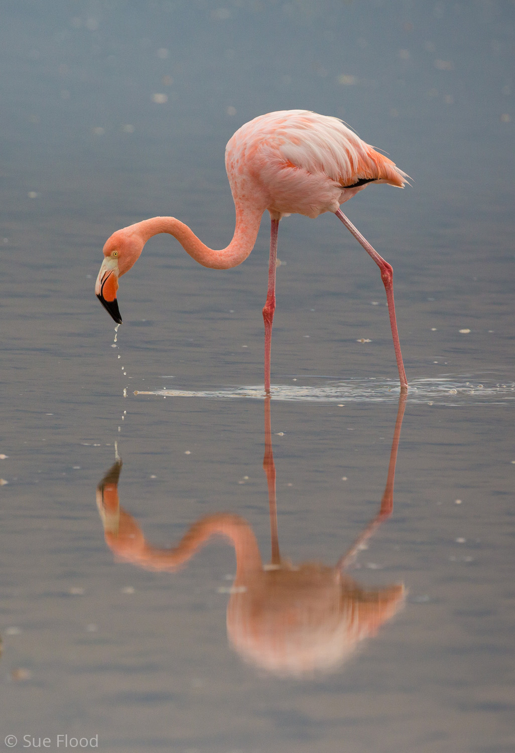 Flamingo, The Galapagos, Ecuador