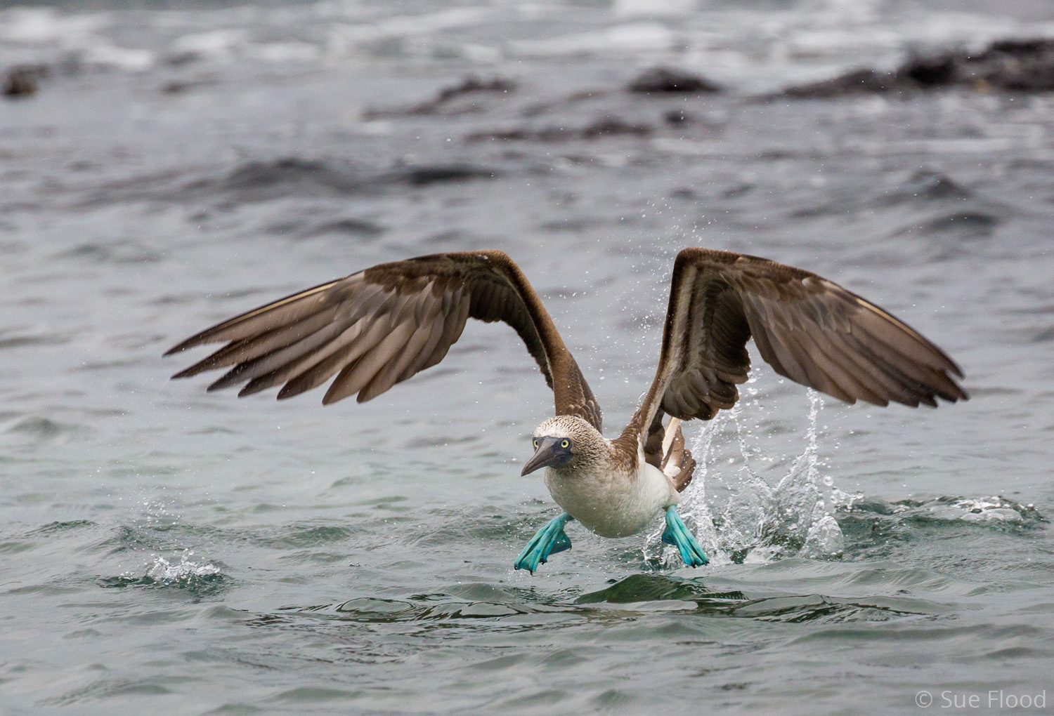 Blue-footed booby, The Galapagos, Ecuador