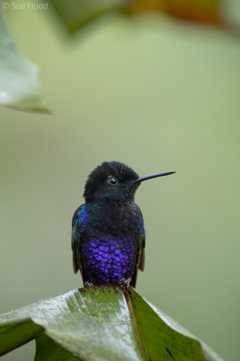 Hummingbird, Mashpi lodge, Ecuador