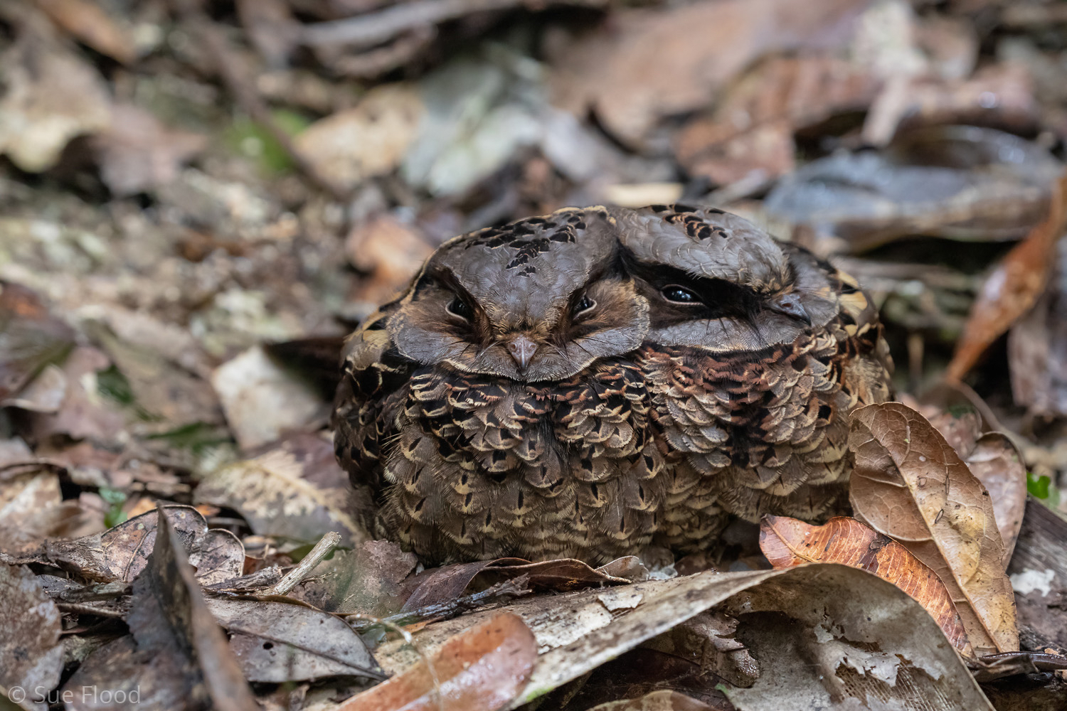 Nightjar pair, Madagascar