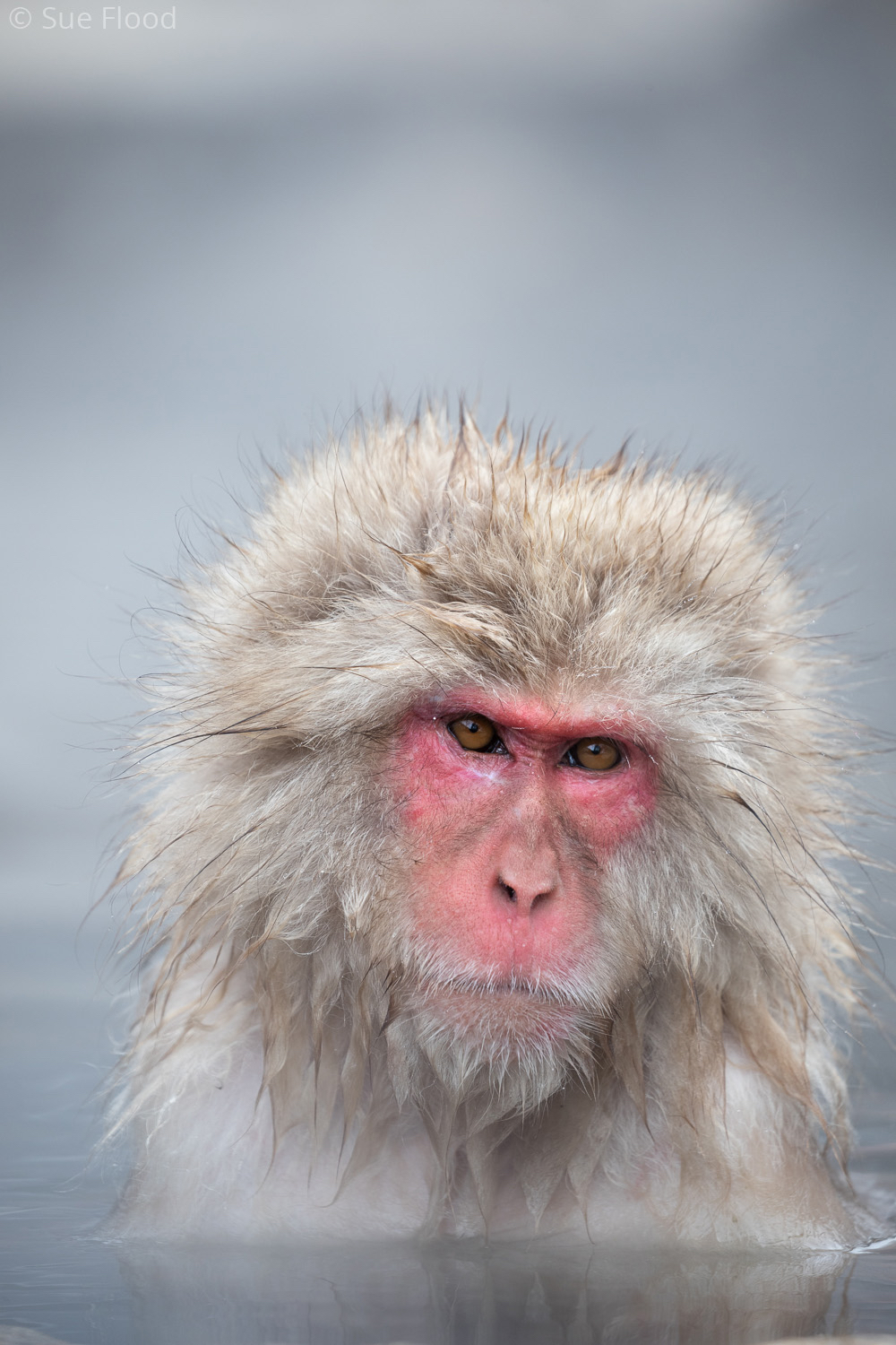 Japanese macaque or snow monkey, Joshinetsu Kogen National Park, Japan