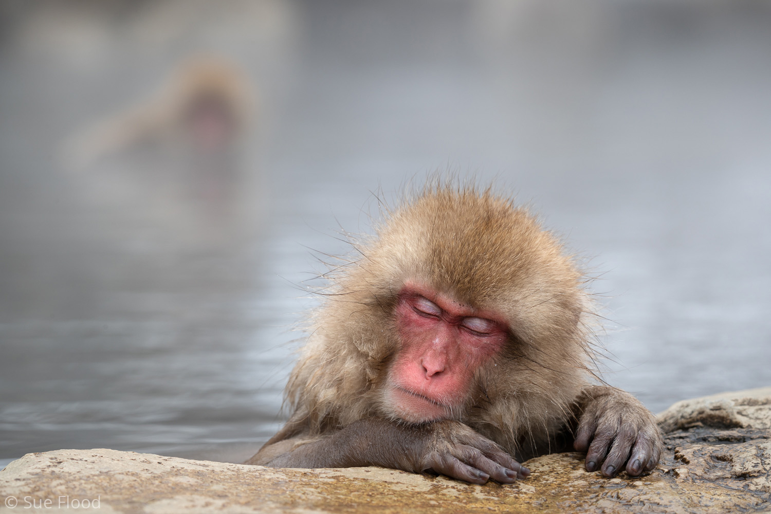 Japanese macaque or snow monkey, Joshinetsu Kogen National Park, Japan