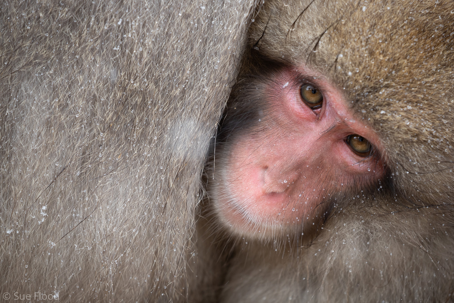 Japanese macaque or snow monkey, Joshinetsu Kogen National Park, Japan