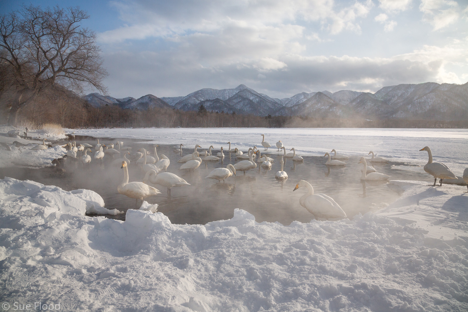 Whooper swans, Lake Kushiro, Hokkaido, Japan