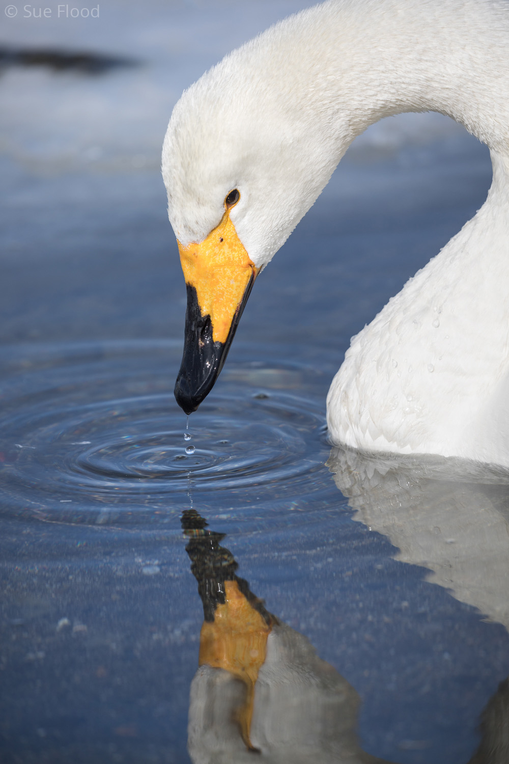Close up of Whooper swan, Lake Kushiro, Hokkaido, Japan